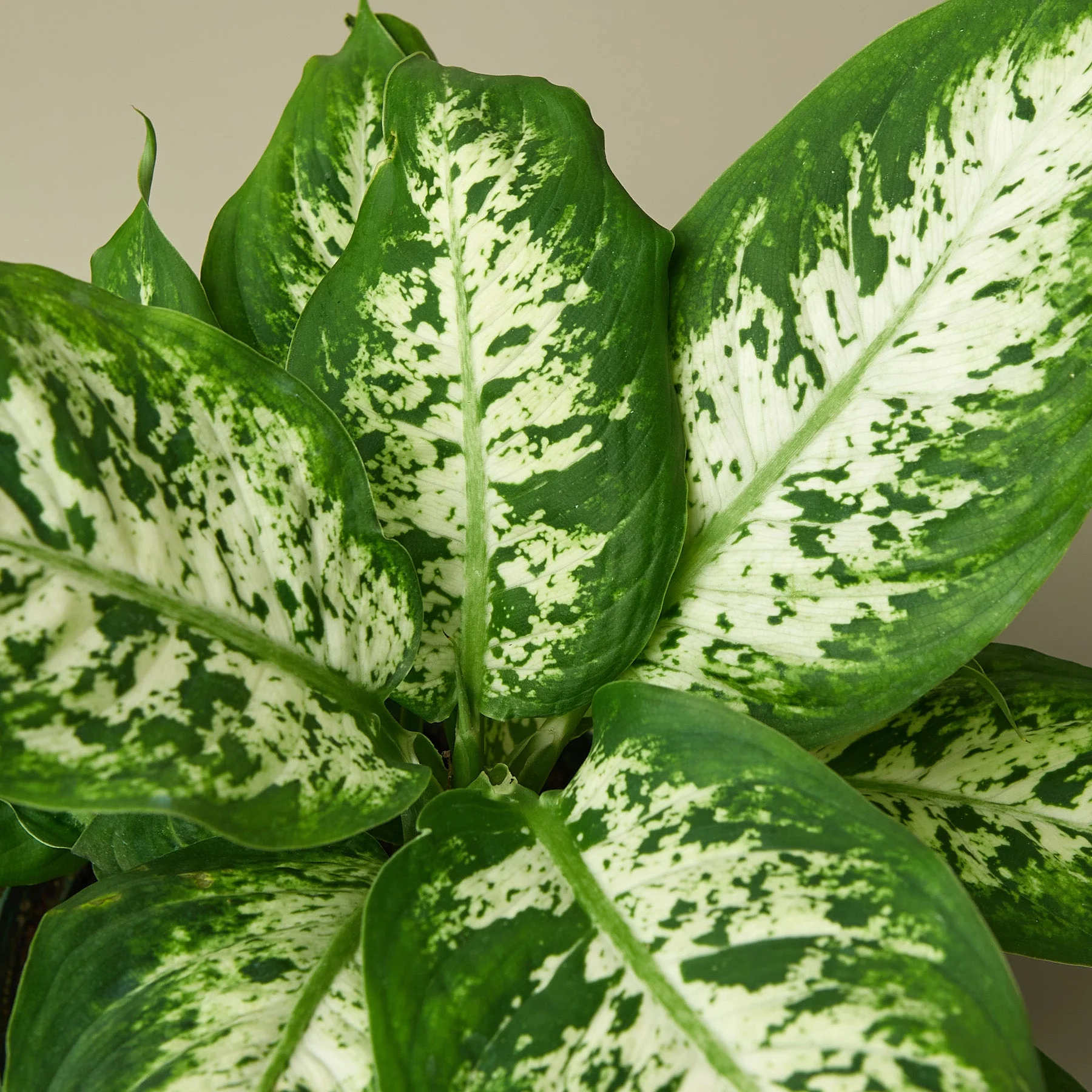 Dieffenbachia 'Tropic Snow' - Image 2