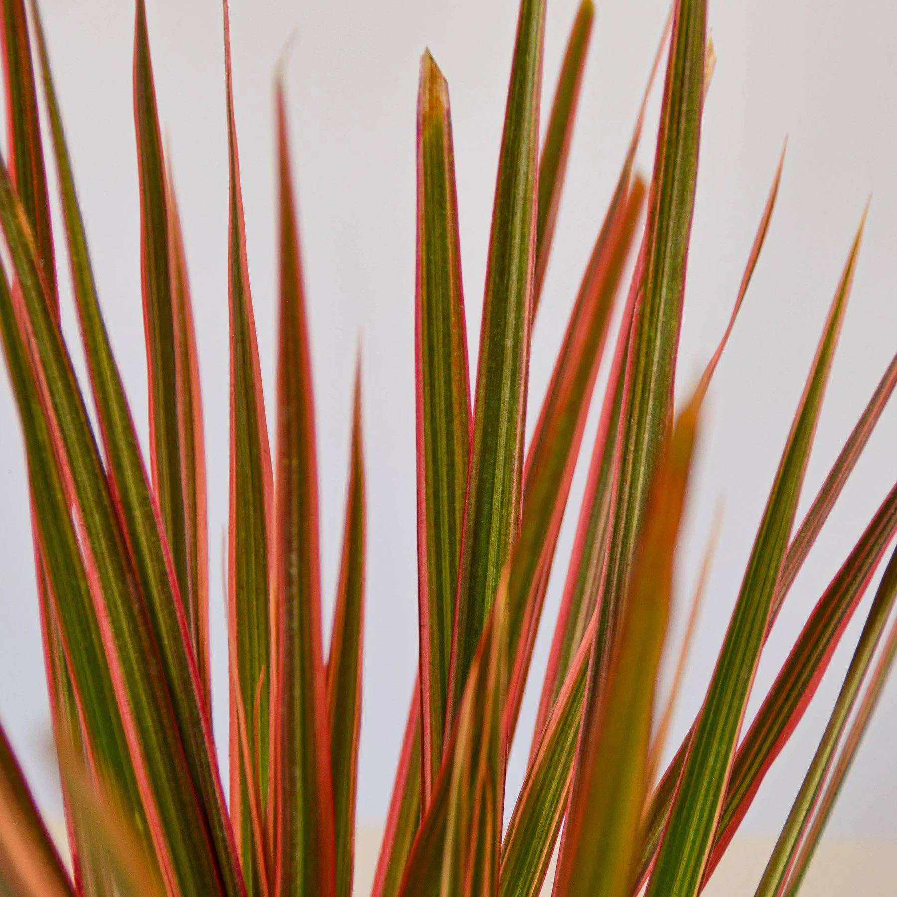 Dracaena 'Colorama' - Image 2