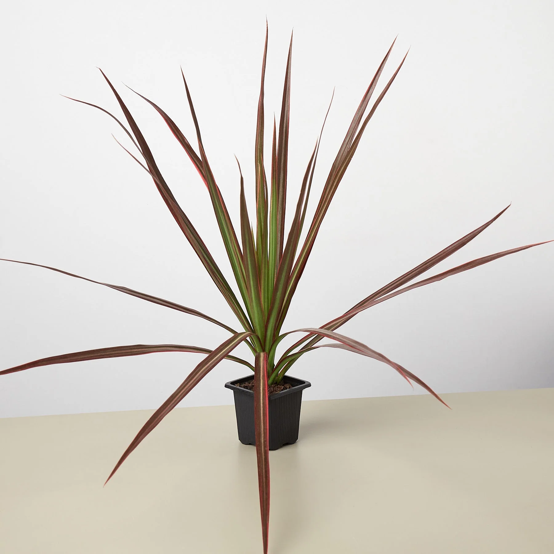 Dracaena 'Colorama' - Image 3