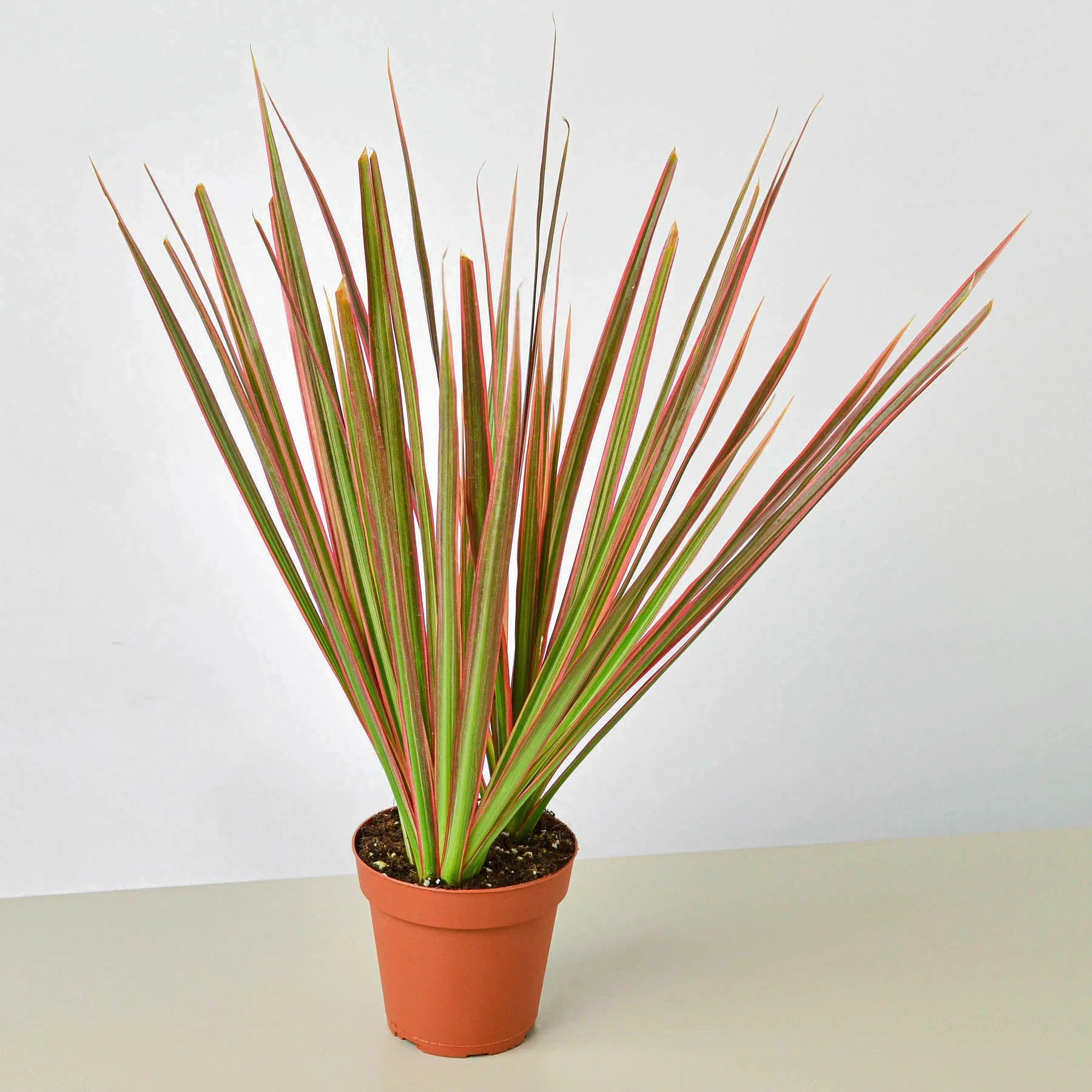 Dracaena 'Colorama' - Image 4