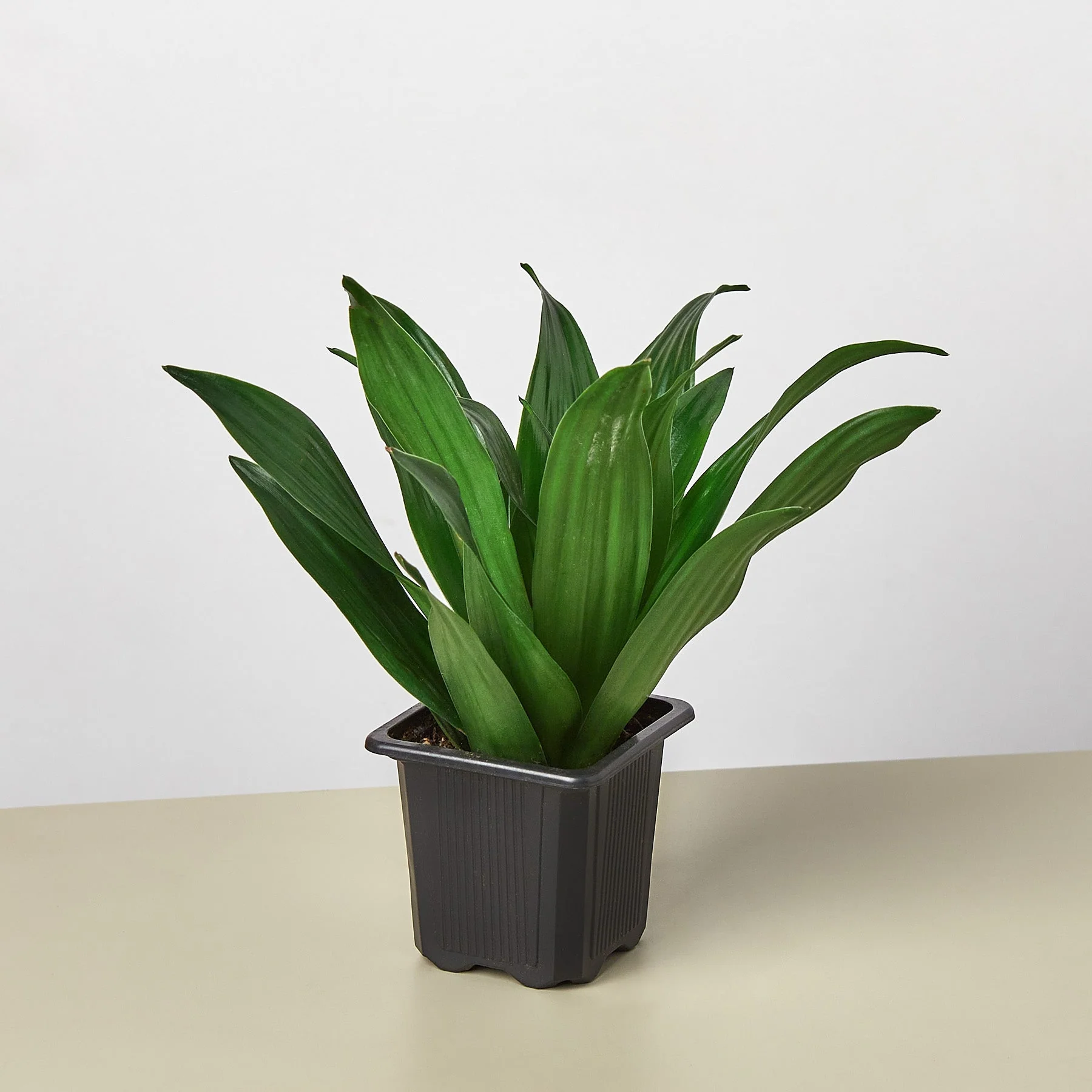 Dracaena 'Janet Craig' - Image 5