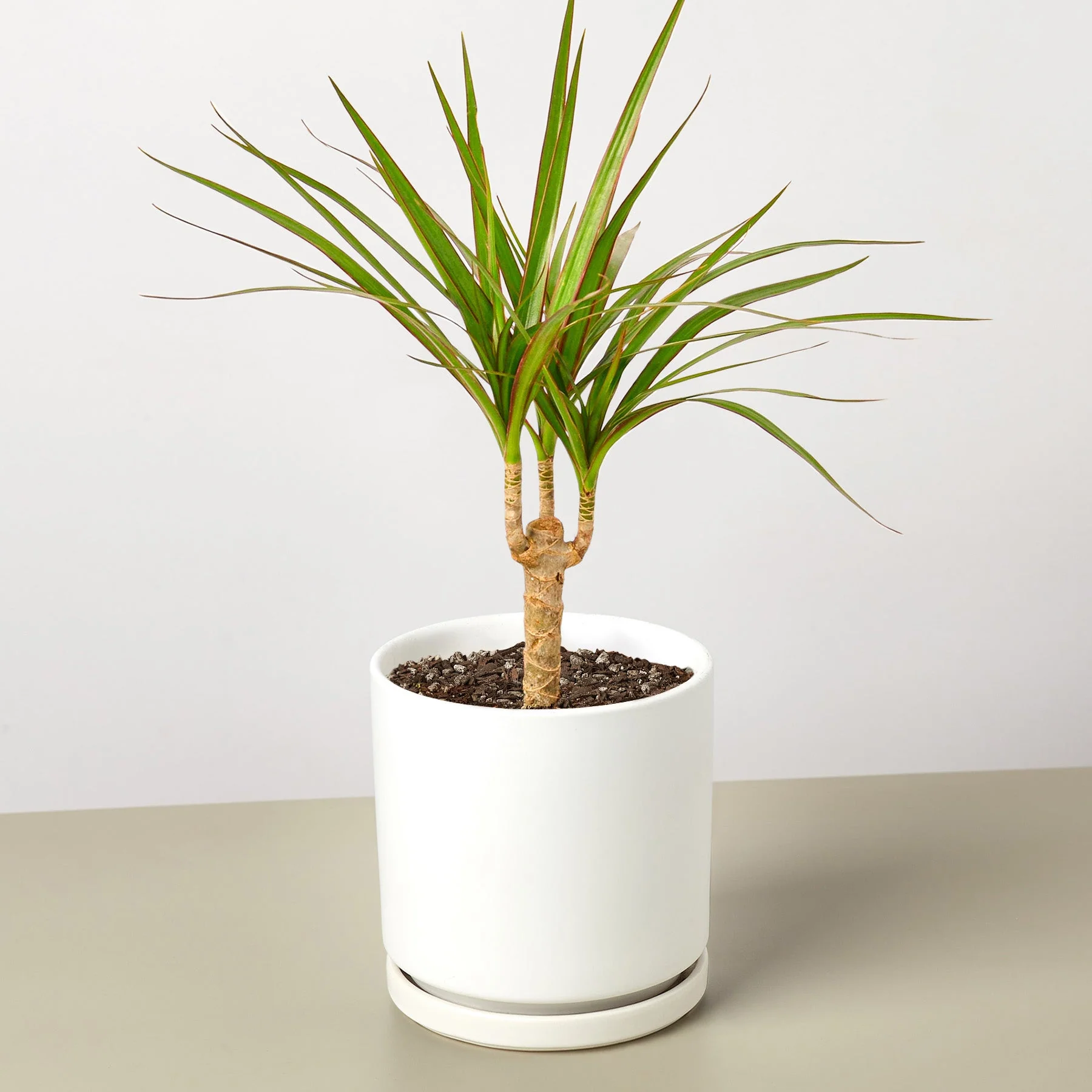 Dracaena 'Marginata Cane' - Image 7