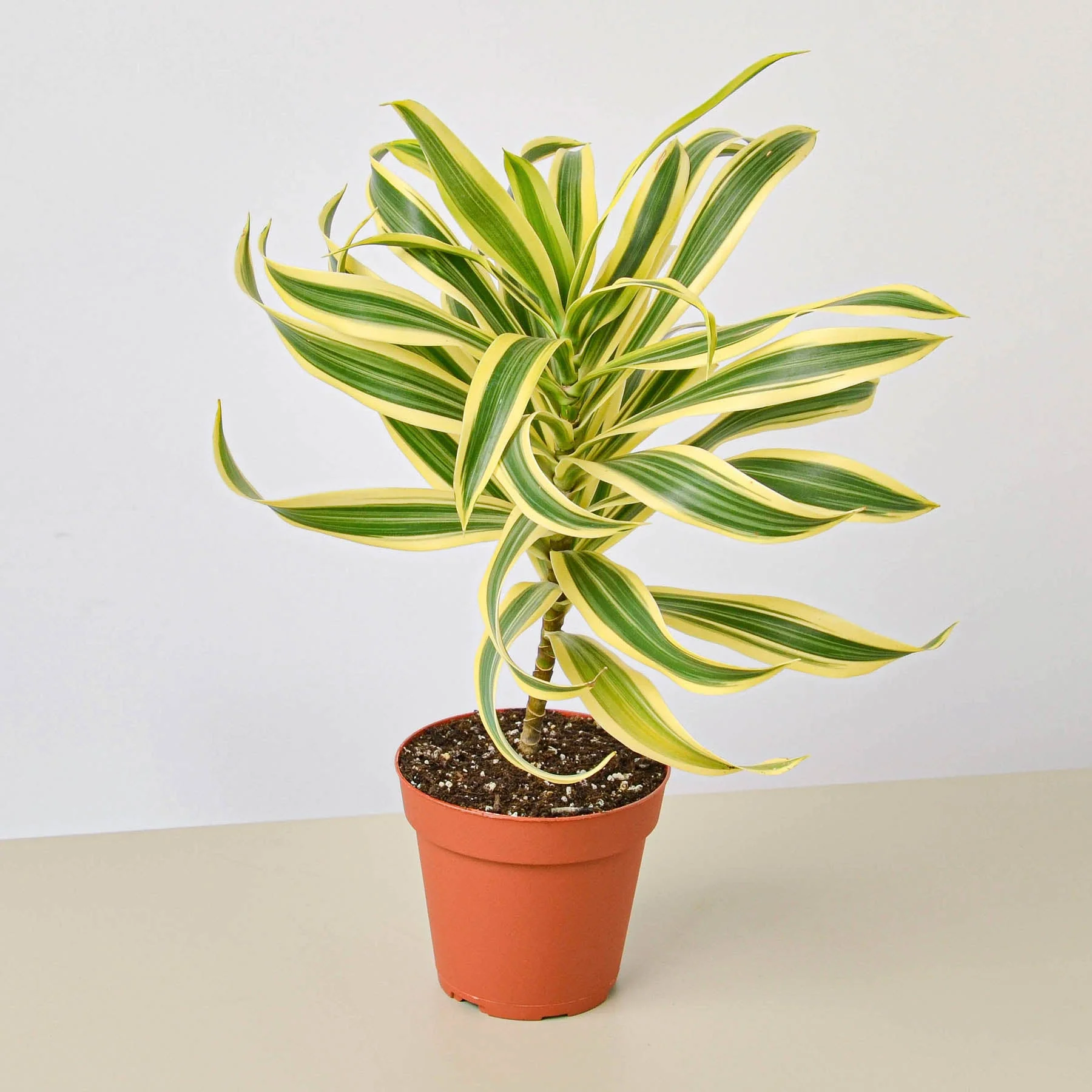 Dracaena Song of India