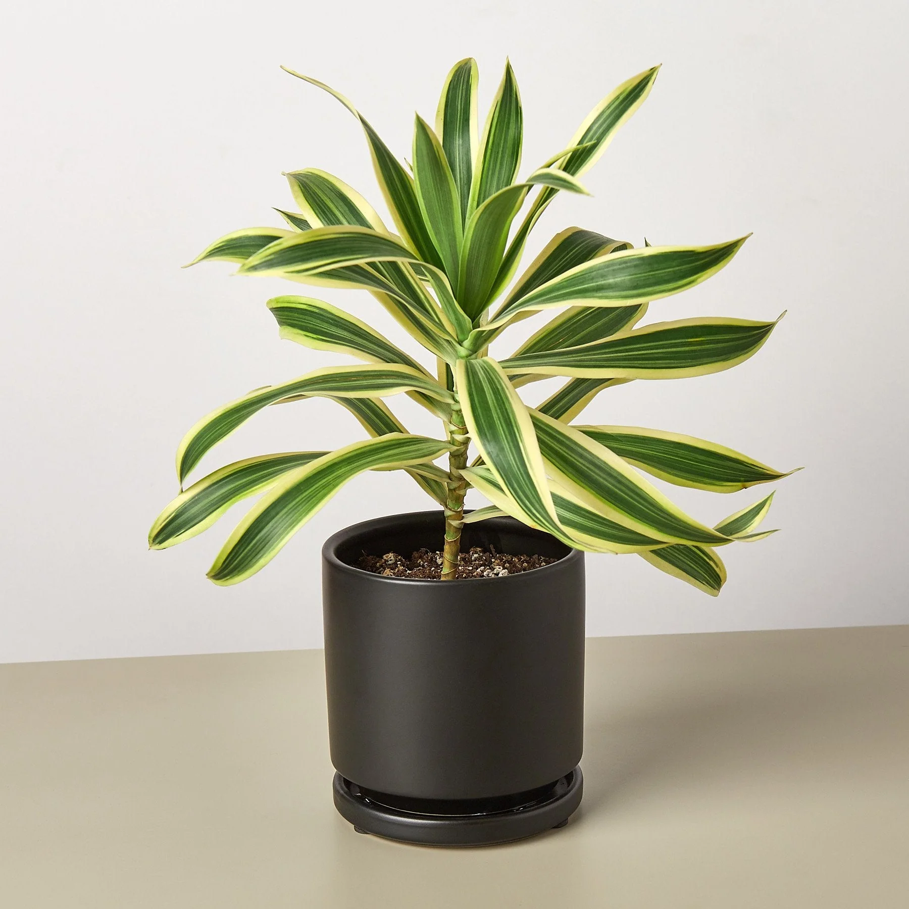 Dracaena Song of India - Image 3