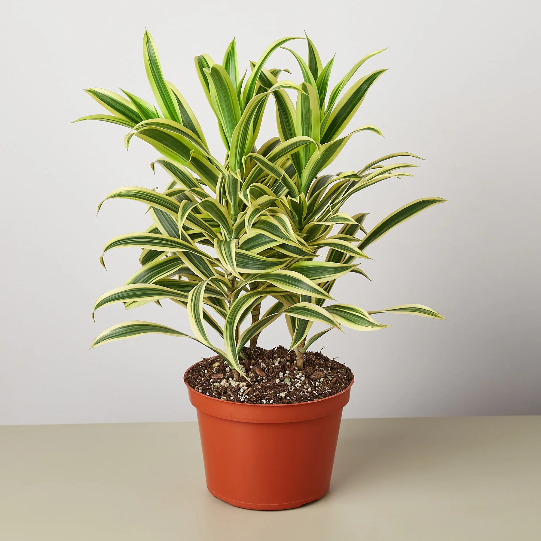 Dracaena Song of India - Image 4