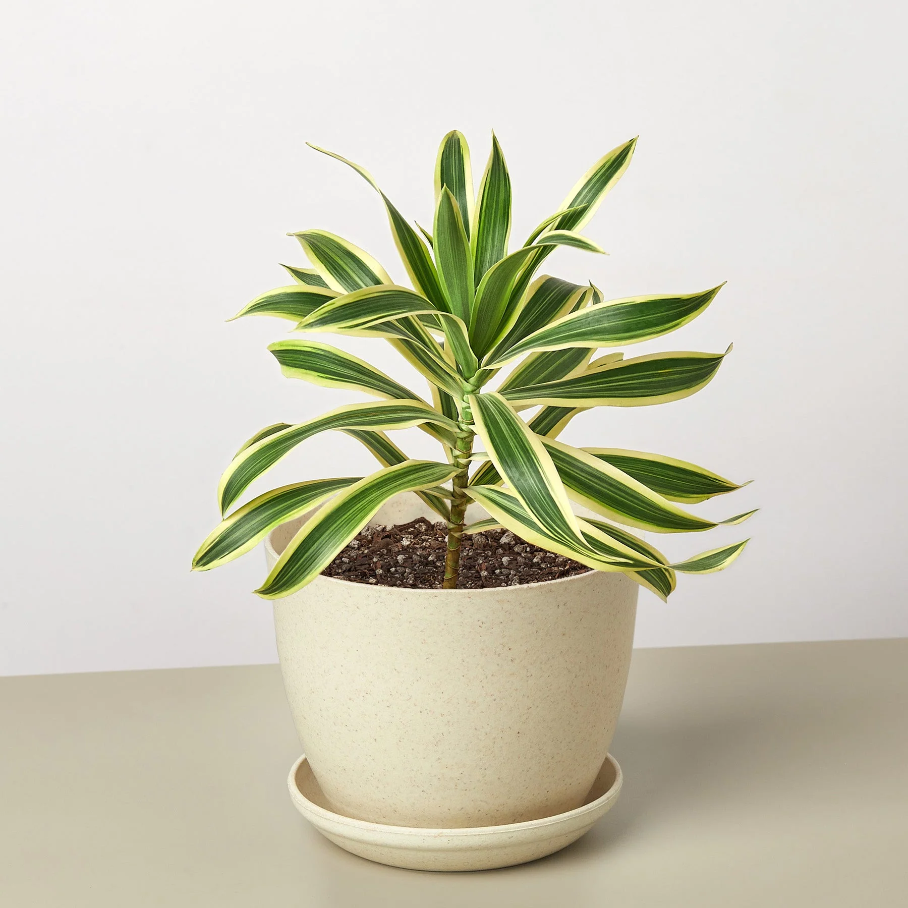 Dracaena Song of India - Image 6