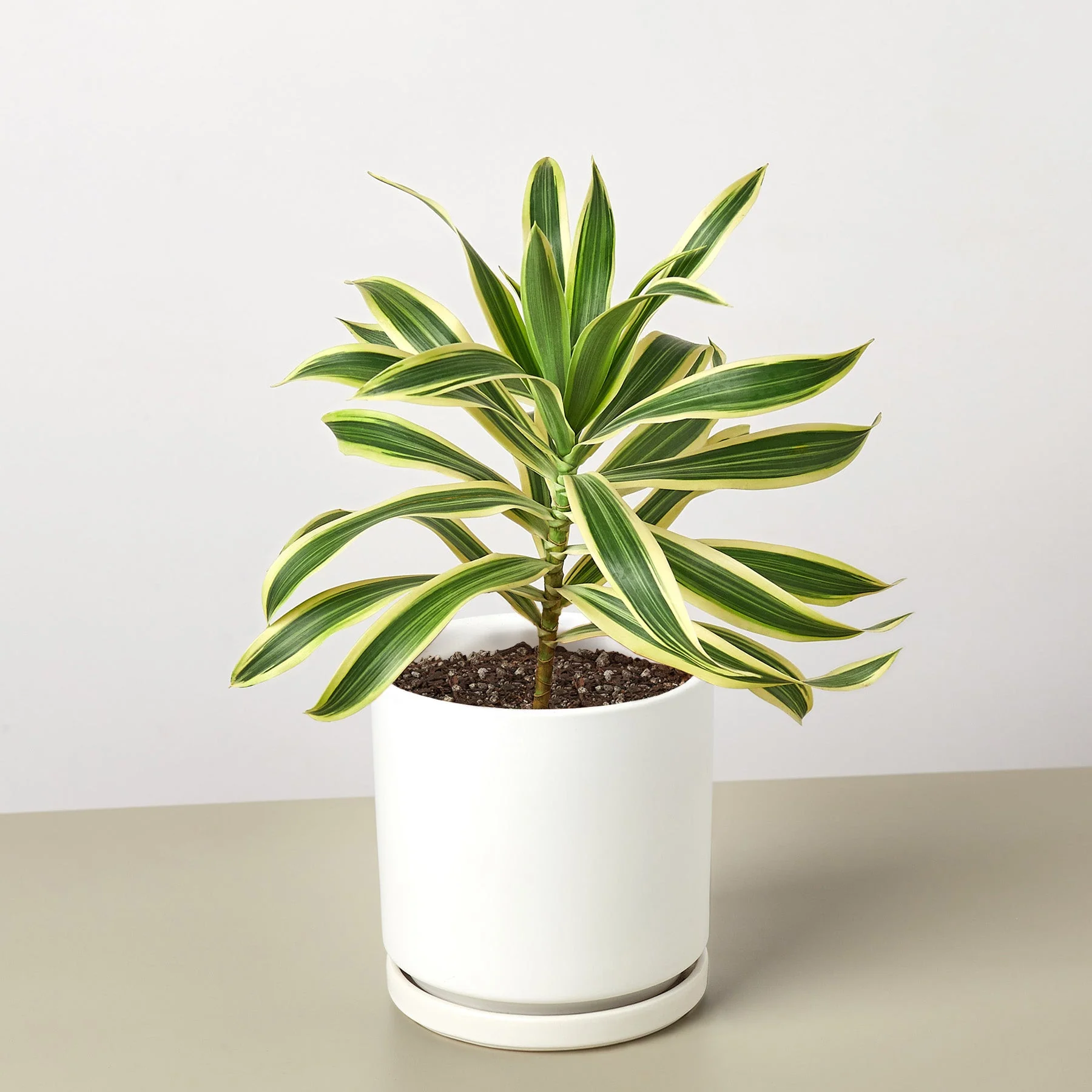 Dracaena Song of India - Image 7