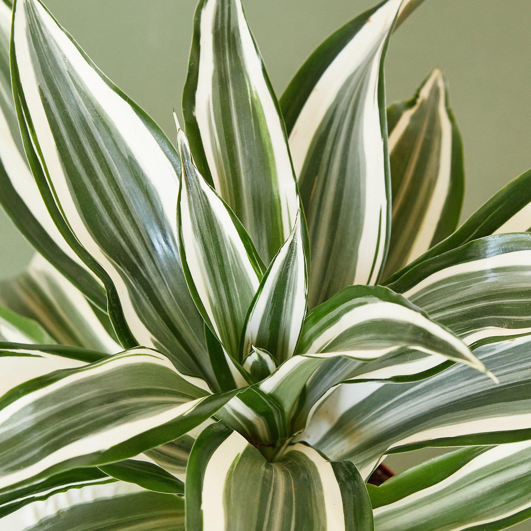 Dracaena Warneckii 'White Jewel' - Image 2