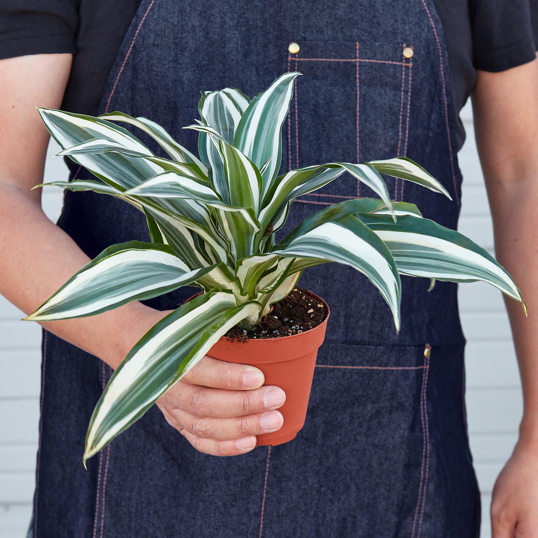 Dracaena Warneckii 'White Jewel' - Image 3