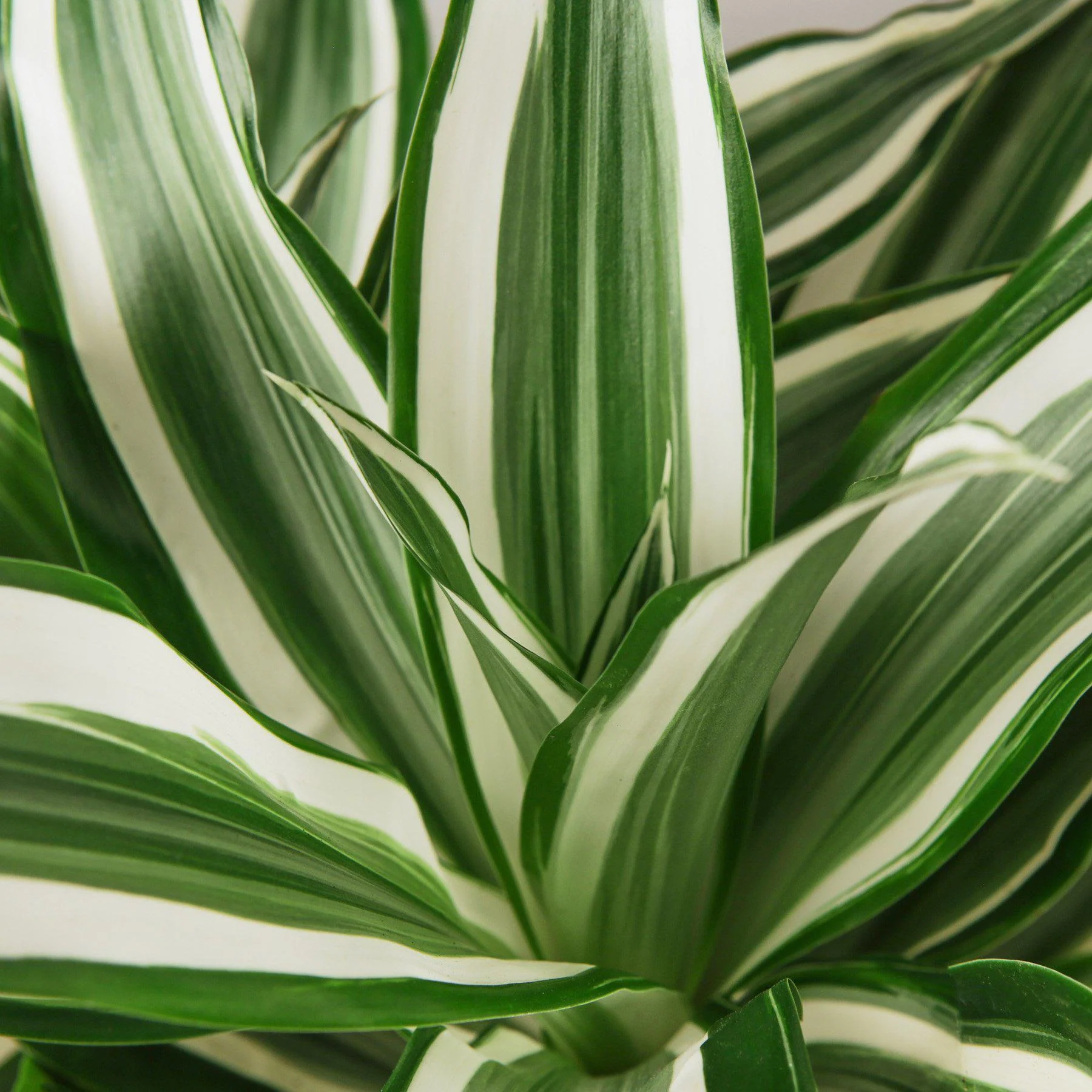 Dracaena Warneckii 'White Jewel' - Image 4
