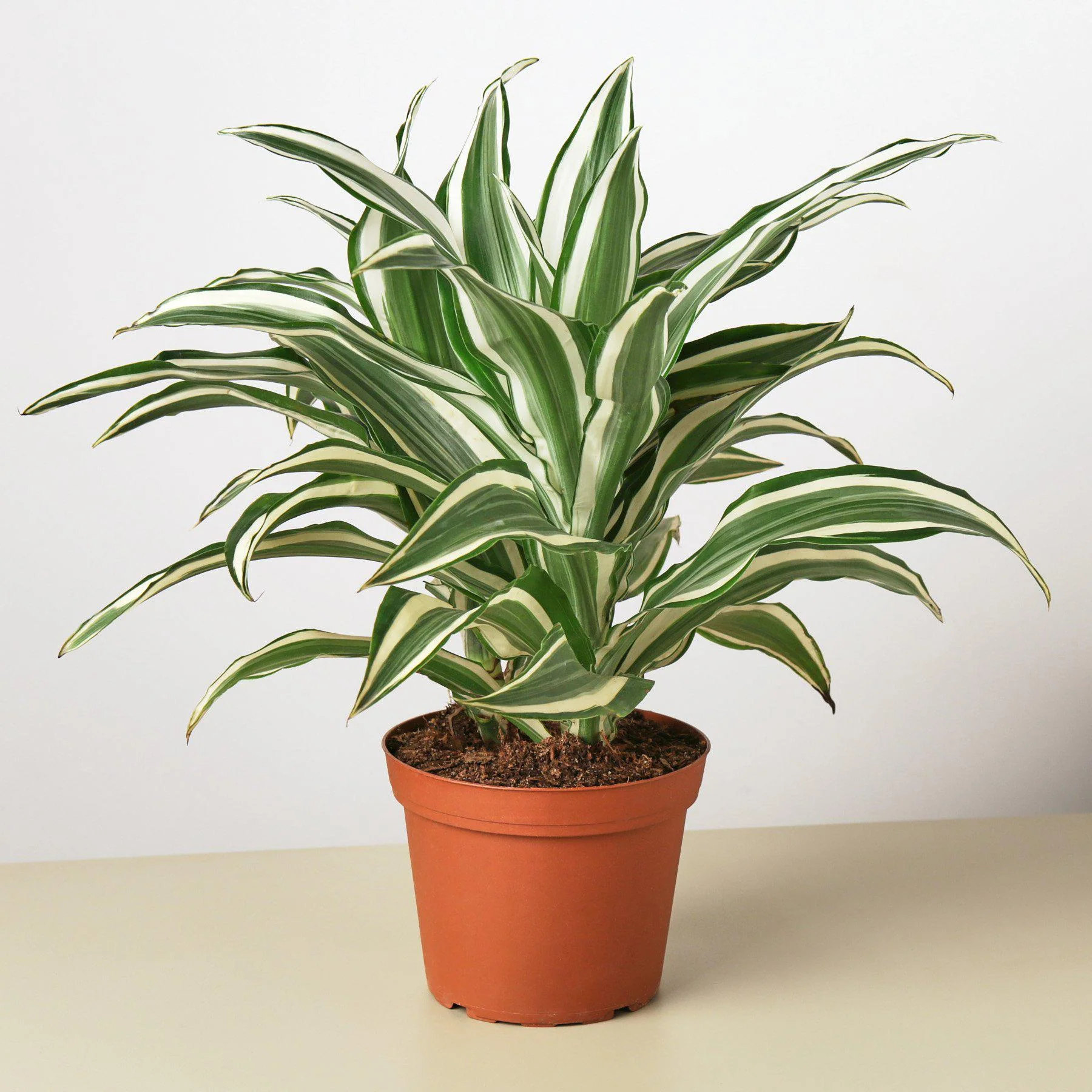 Dracaena Warneckii 'White Jewel' - Image 6