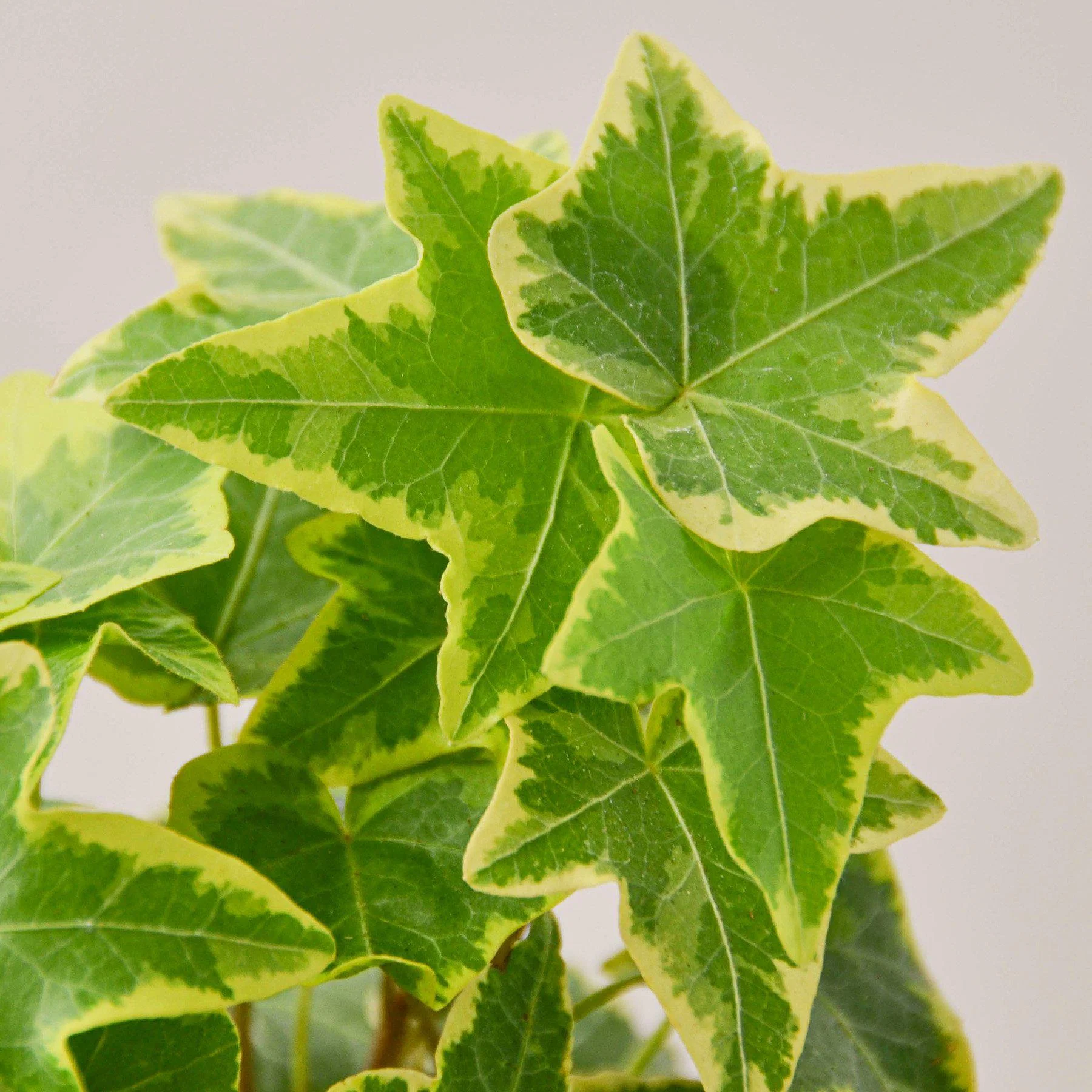 English Ivy 'Gold Child' - Image 2