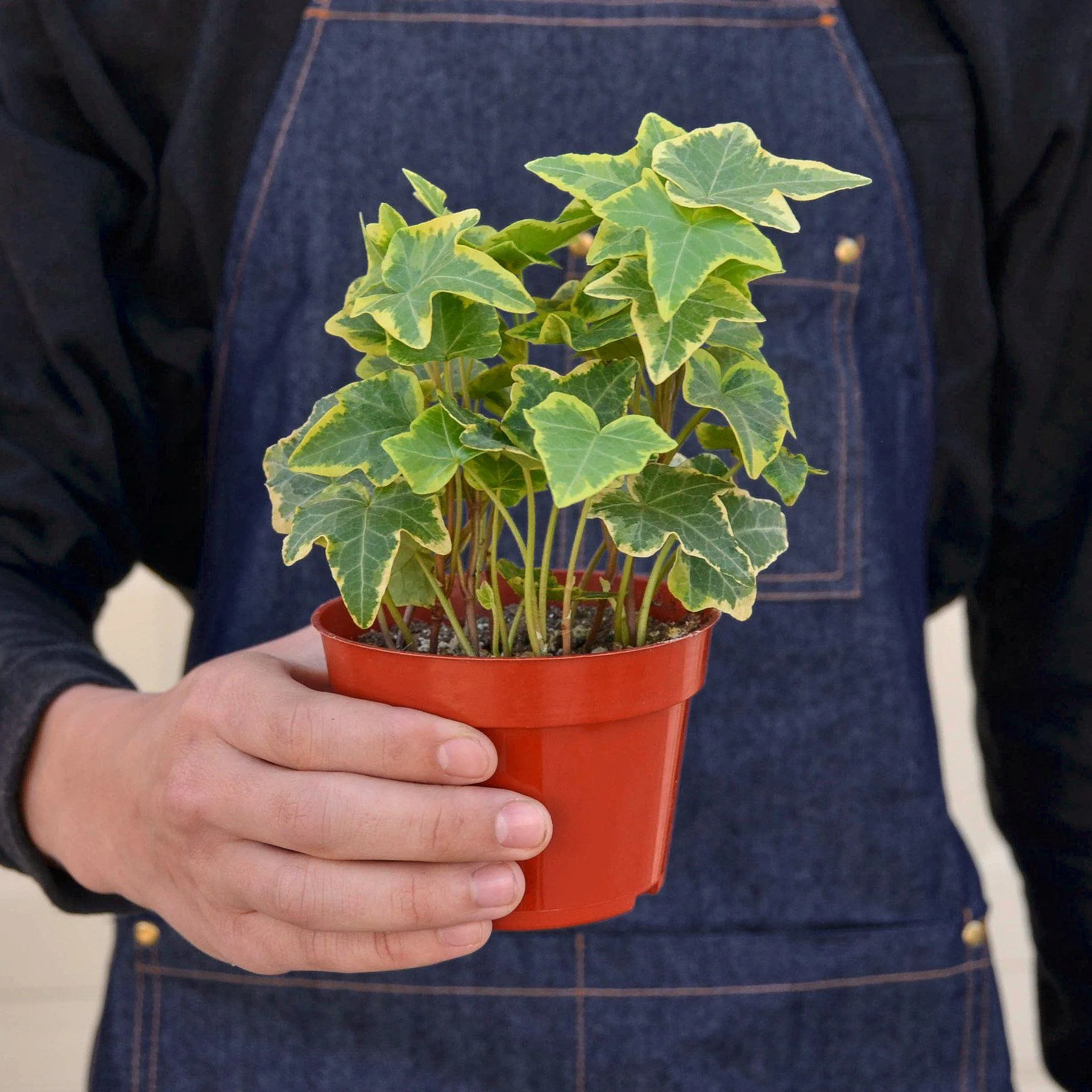 English Ivy 'Gold Child' - Image 3