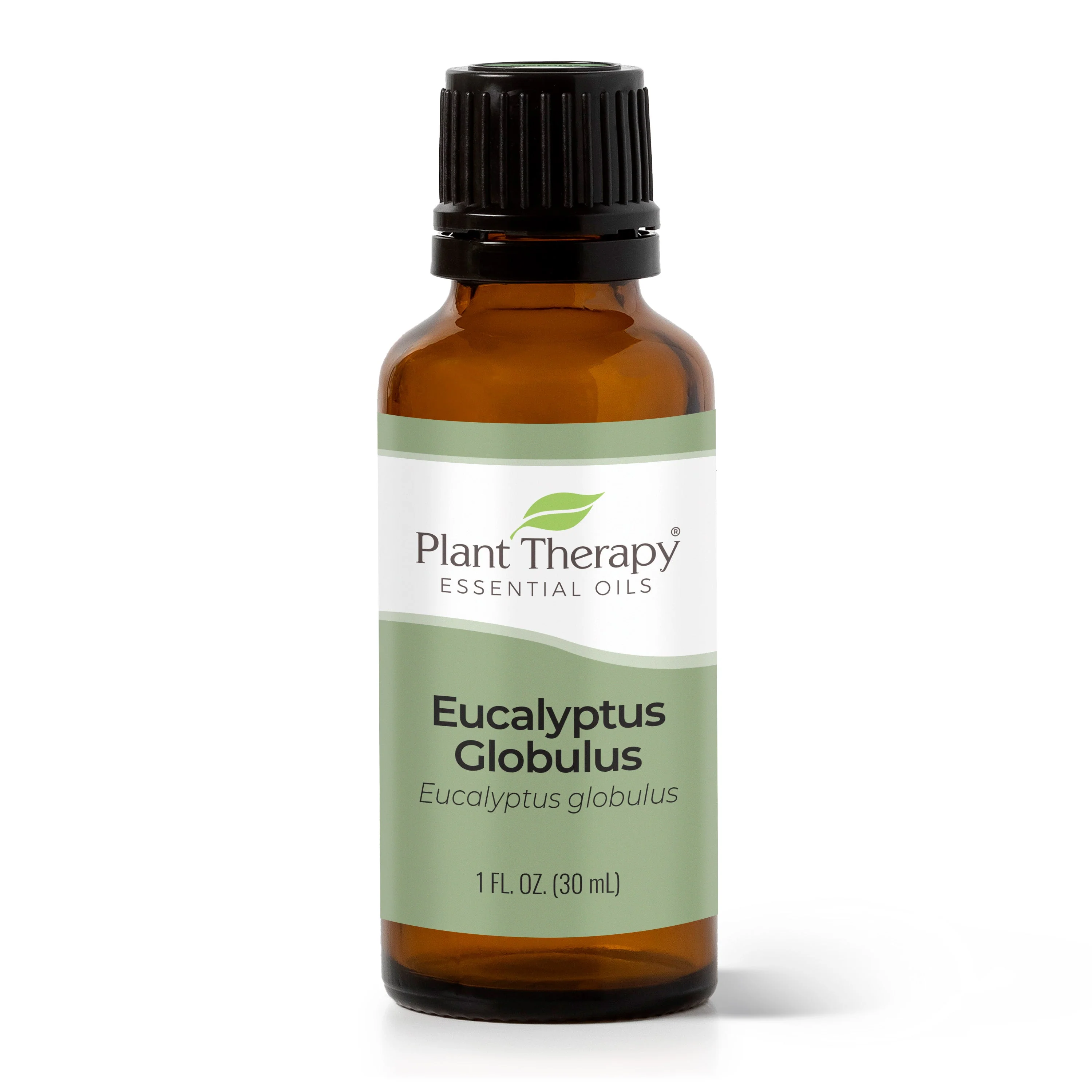 Eucalyptus Globulus Essential Oil - Image 7