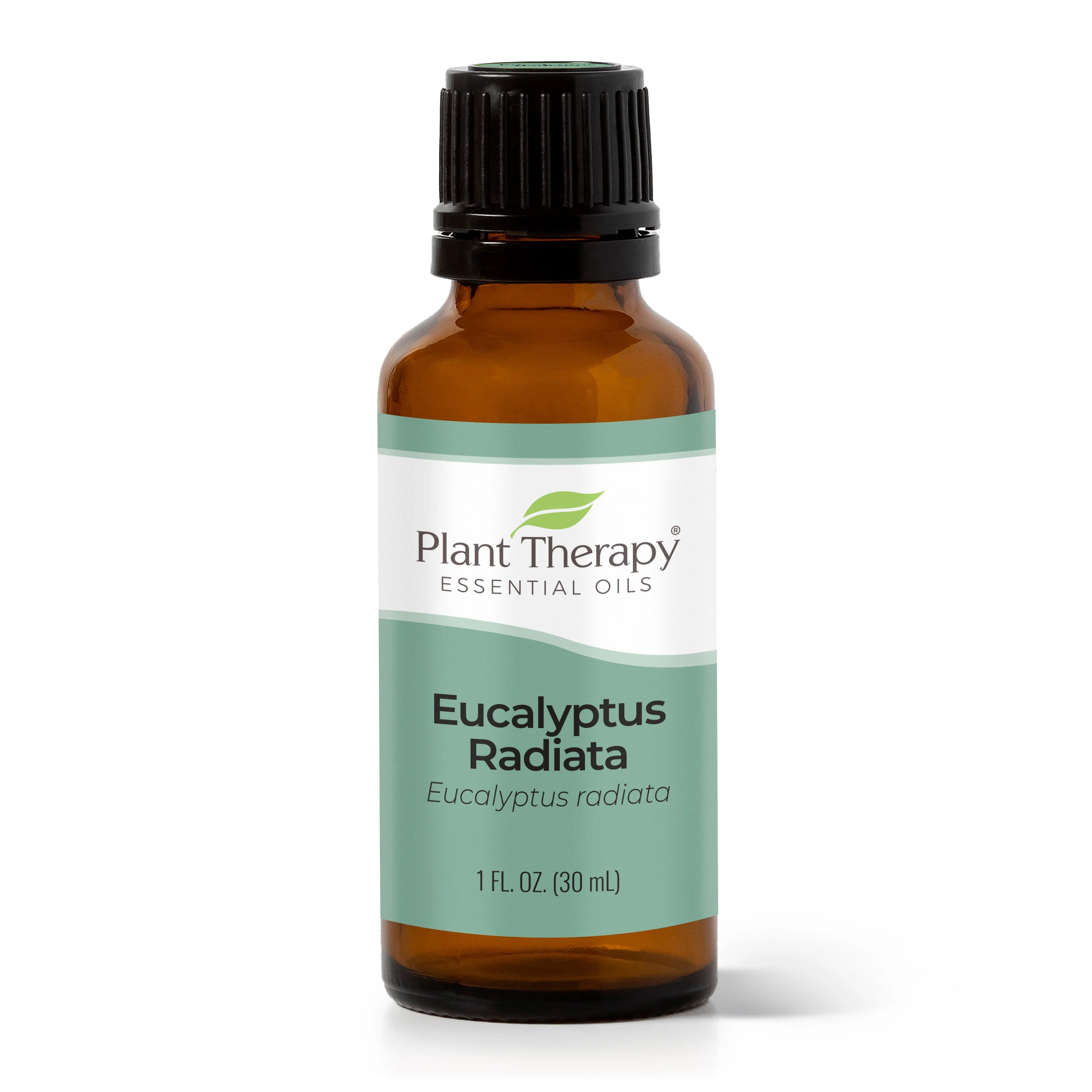 Eucalyptus Radiata Essential Oil - Image 4