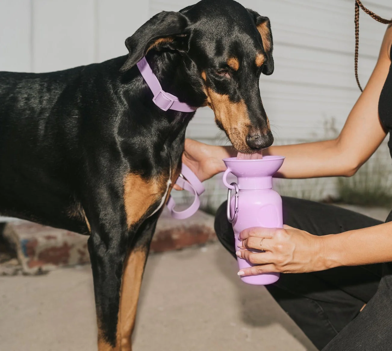 Extra Large Dog Collar - Image 9