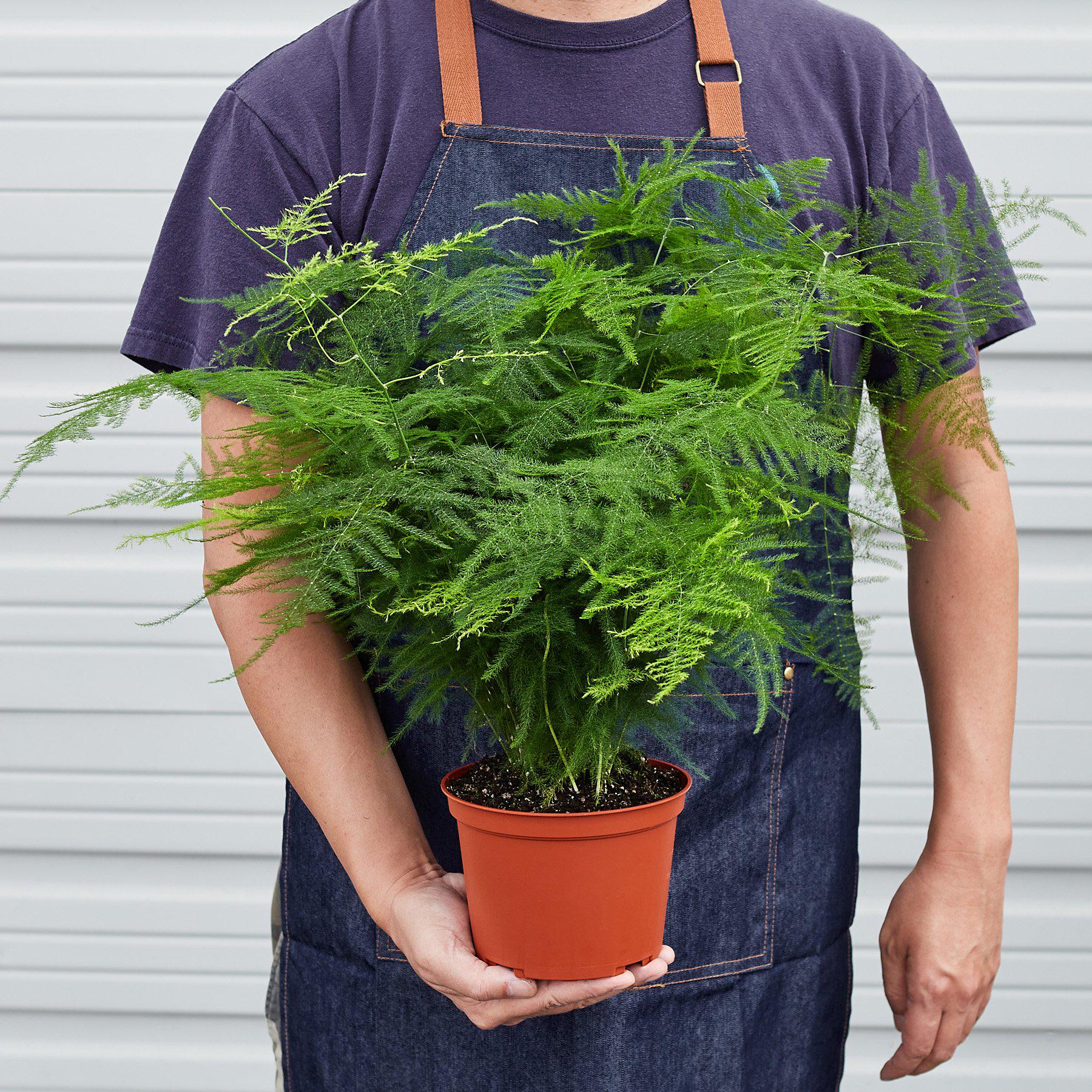 Fern 'Asparagus' - Image 3
