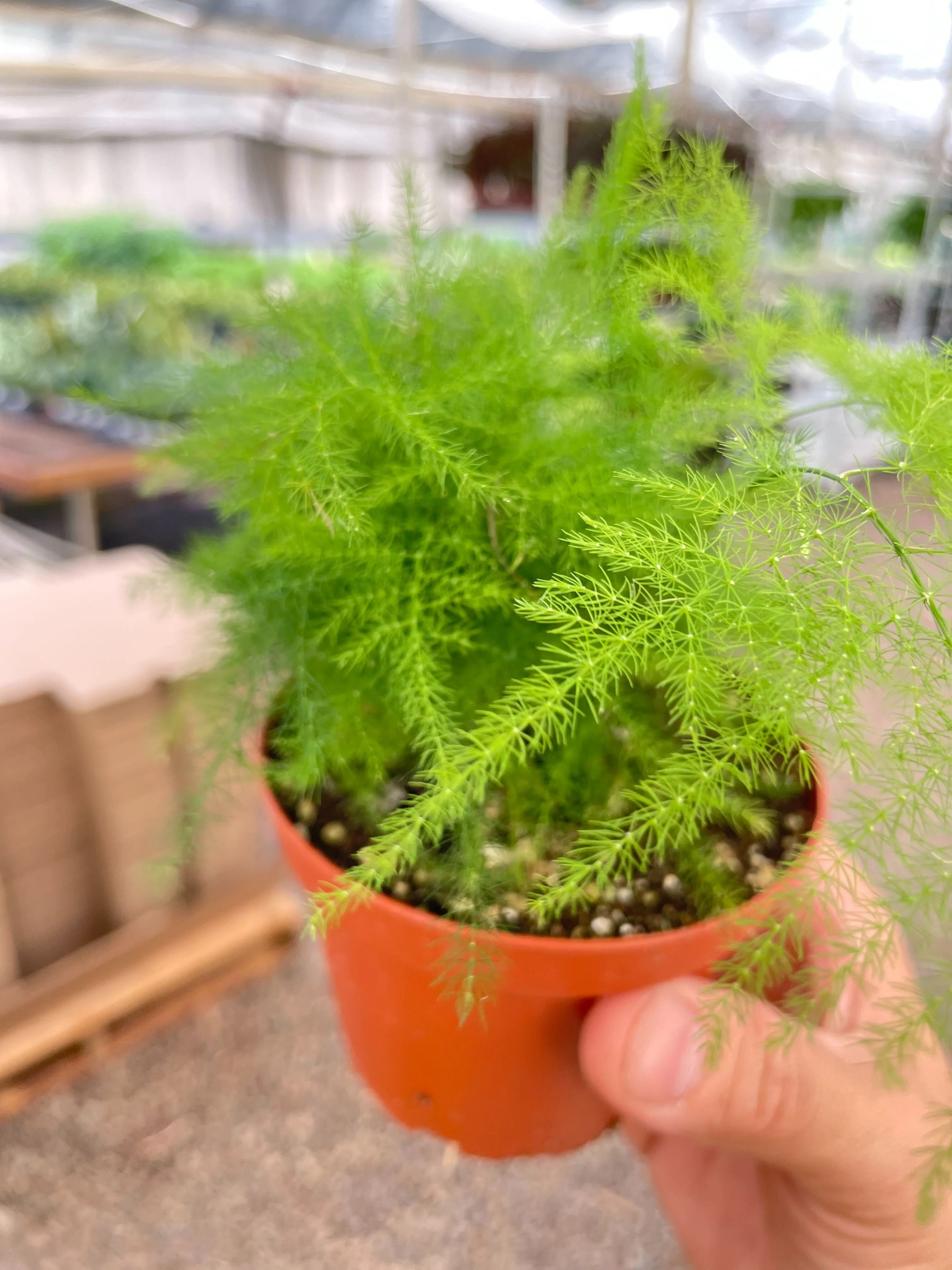 Fern 'Asparagus' - Image 8