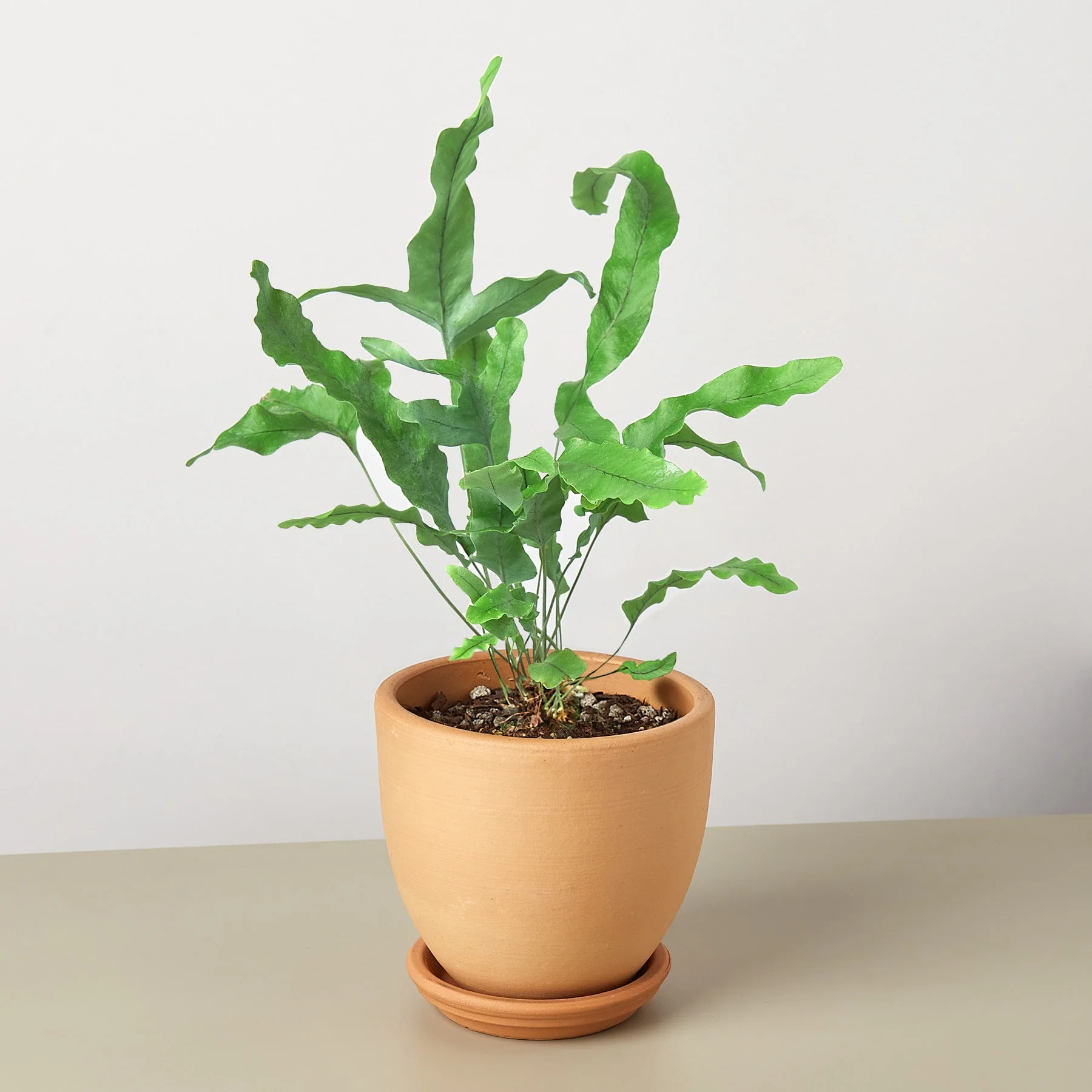 Fern 'Blue Star' - Image 10