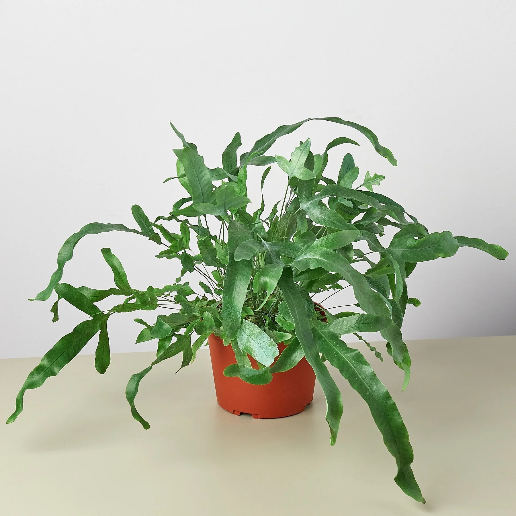 Fern 'Blue Star' - Image 2