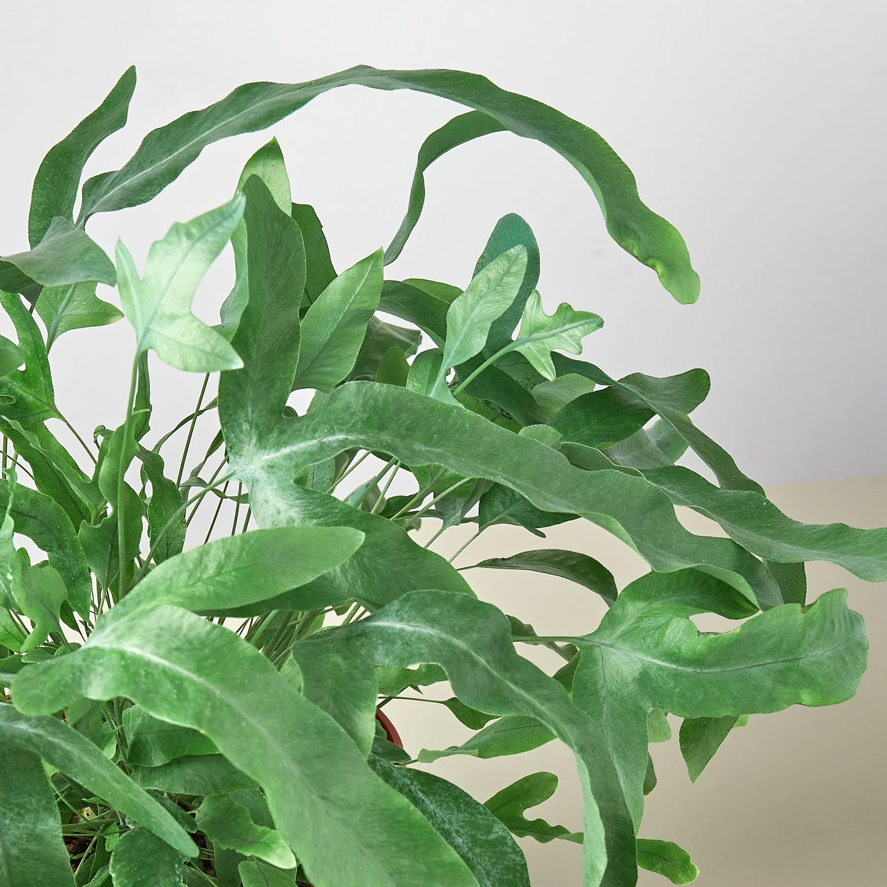 Fern 'Blue Star' - Image 3