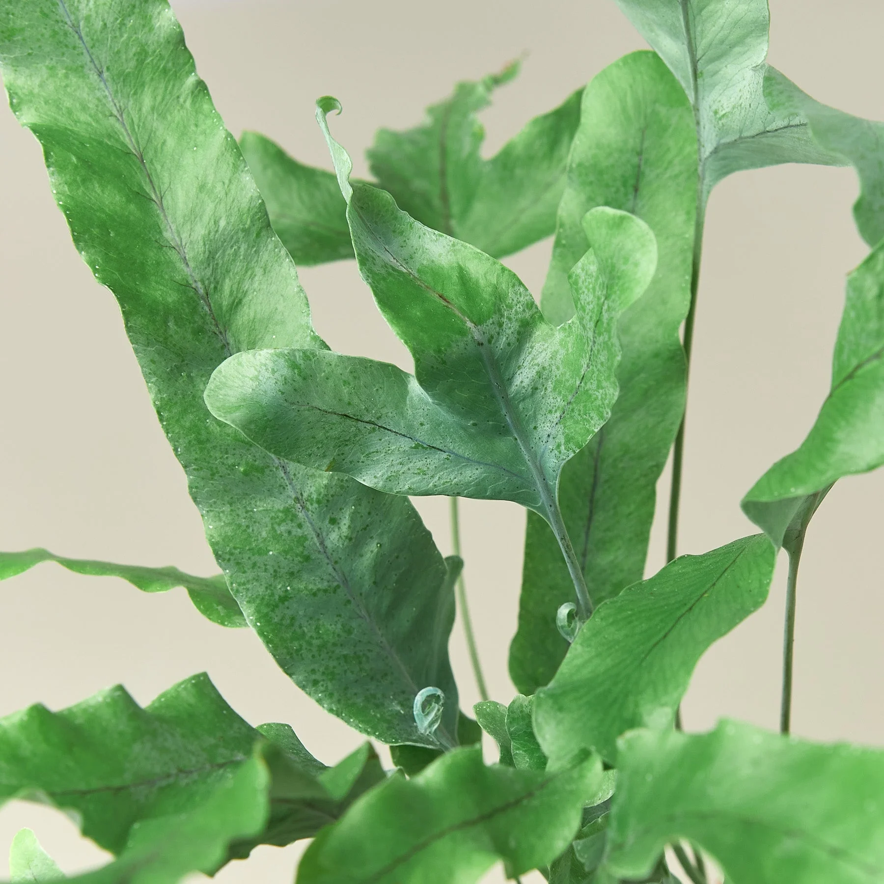 Fern 'Blue Star' - Image 6