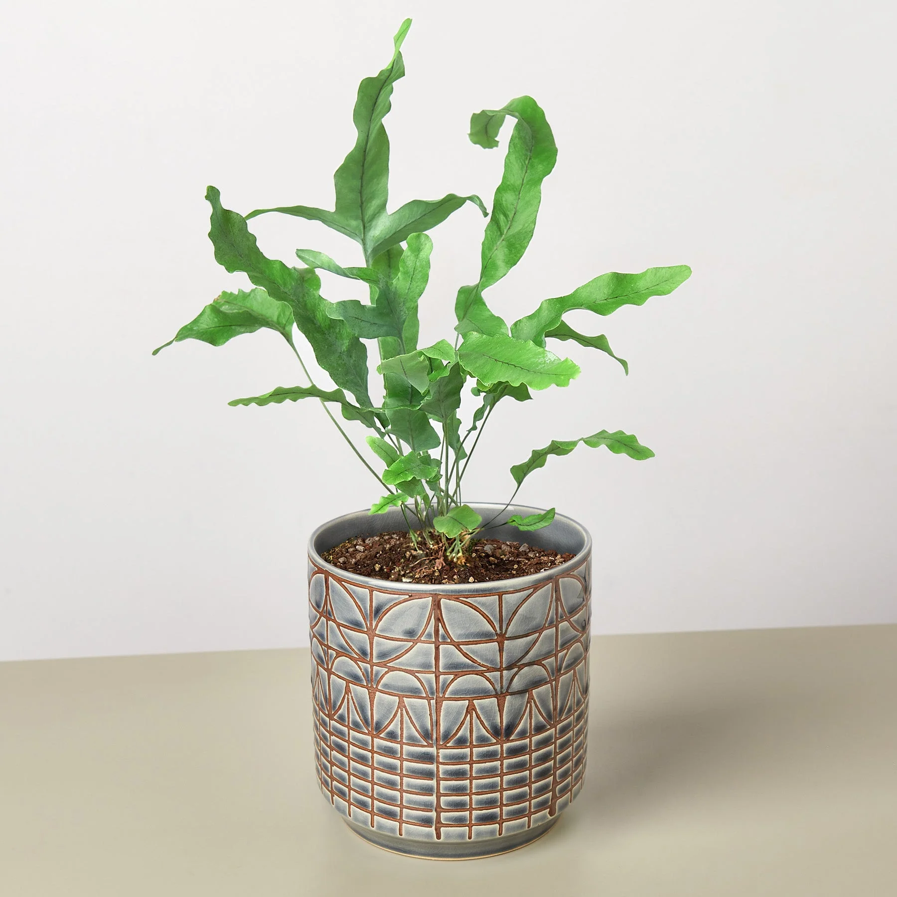 Fern 'Blue Star' - Image 8
