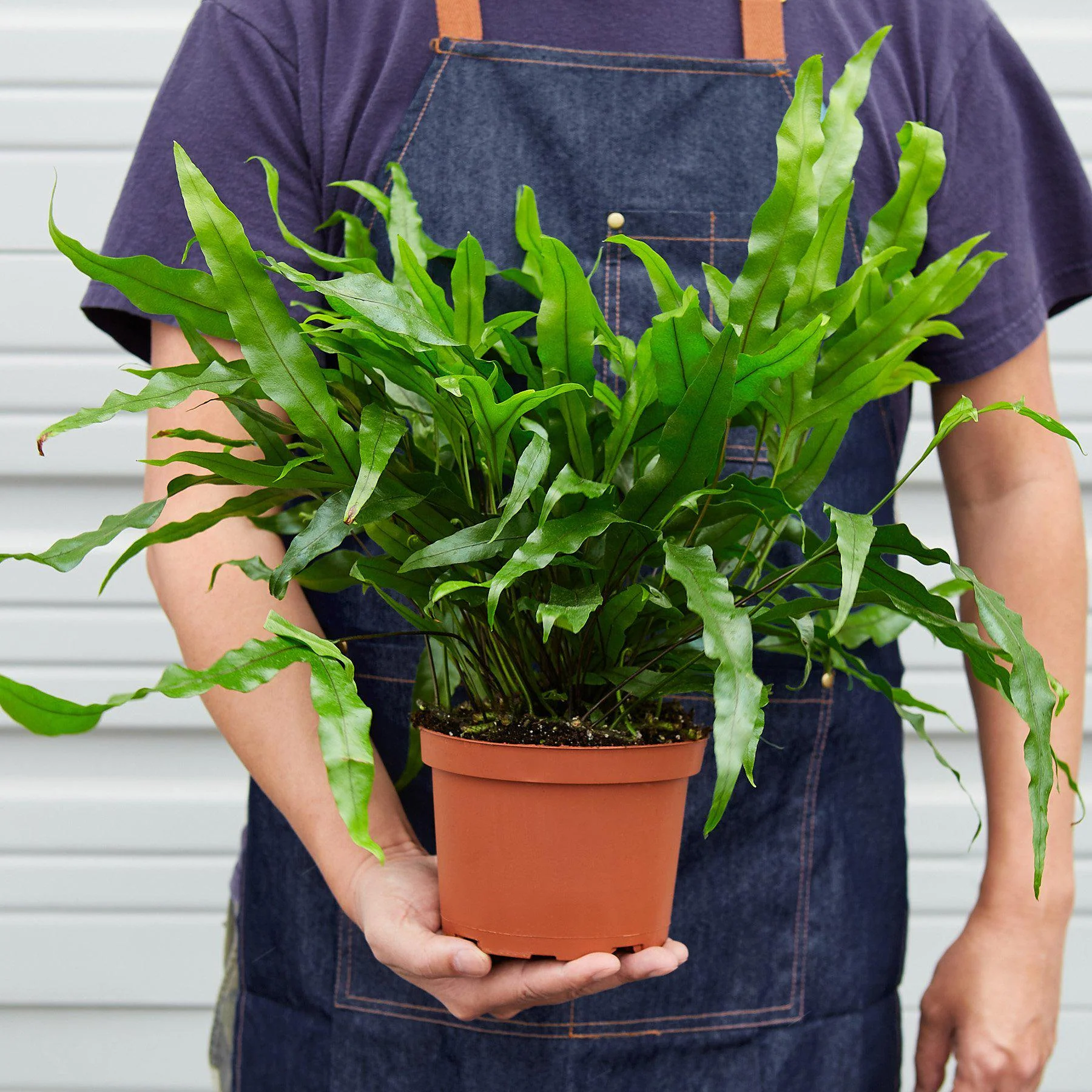 Fern 'Kangaroo Paw' - Image 3