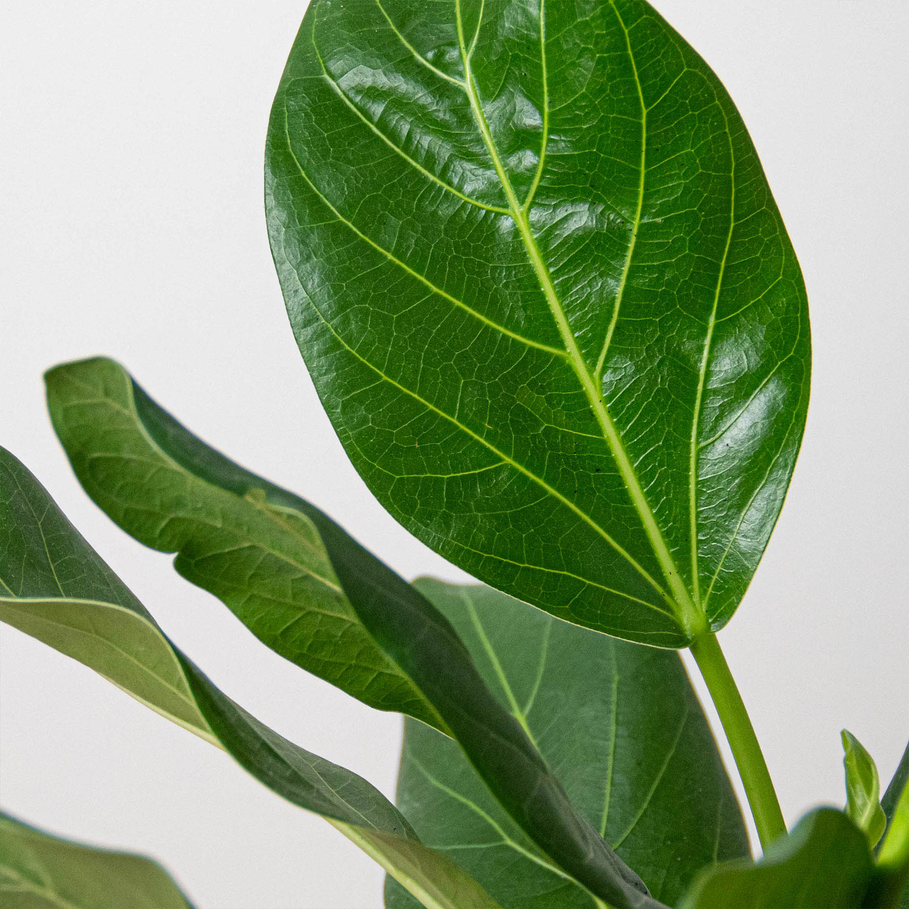Ficus 'Audrey' - Image 2