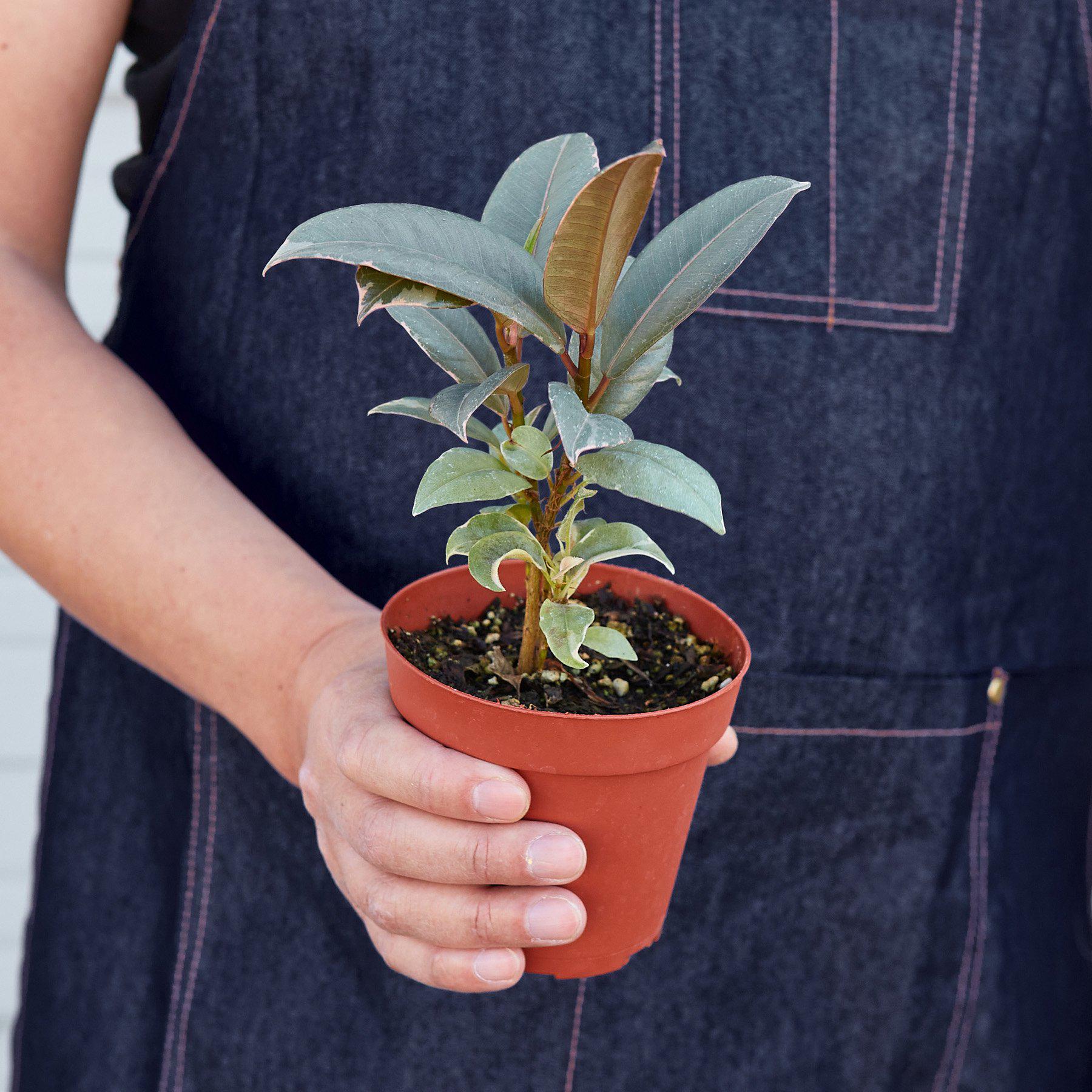 Ficus Elastica 'Tineke' - Image 3