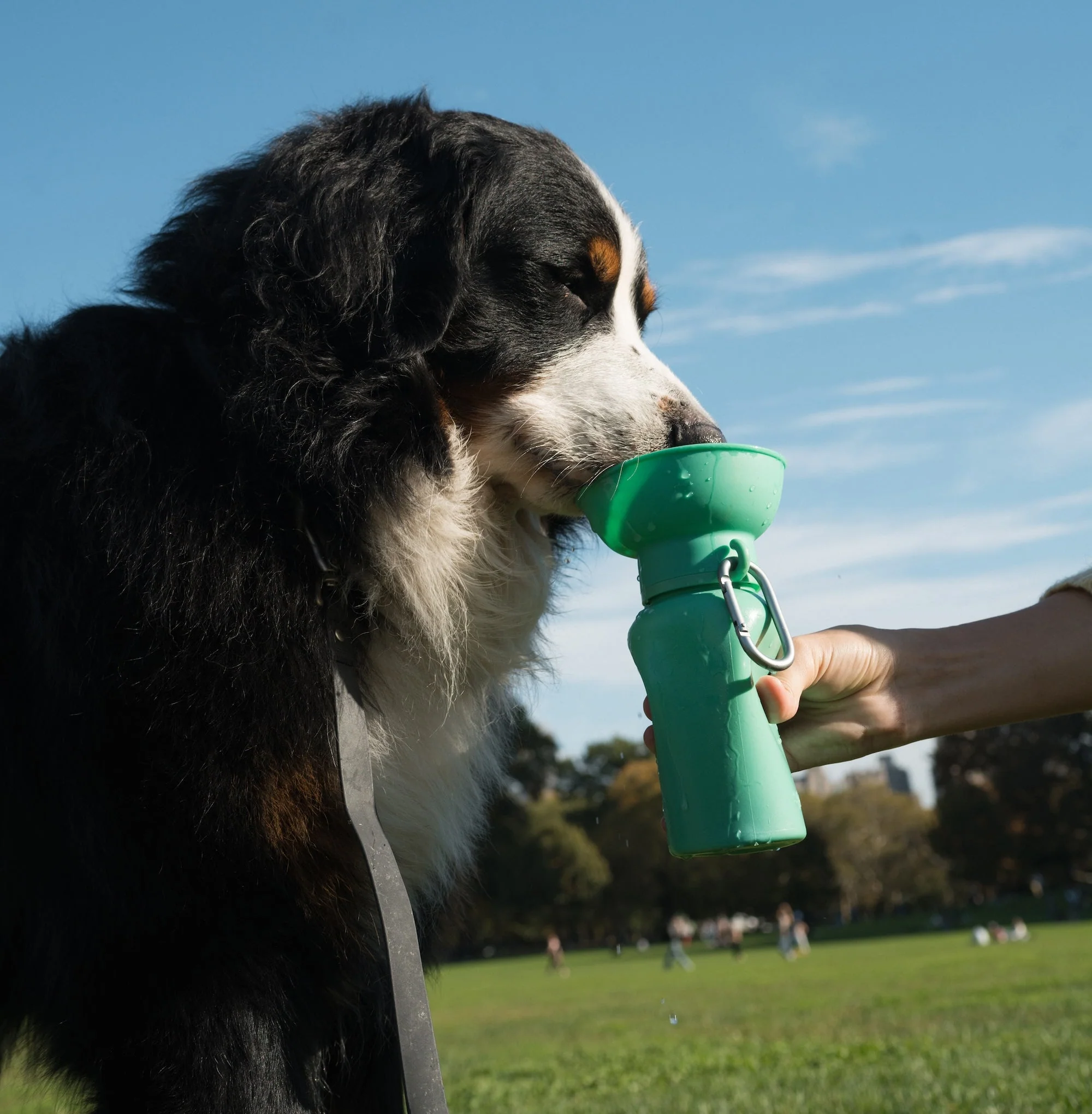 Flip Dog Travel Bottle - Image 14