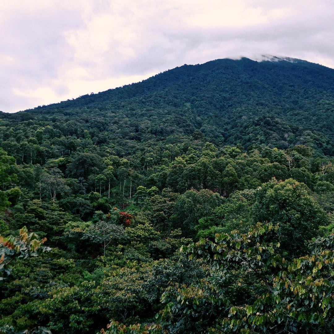 Guatemala - Finca San Jerónimo Miramar - Image 9