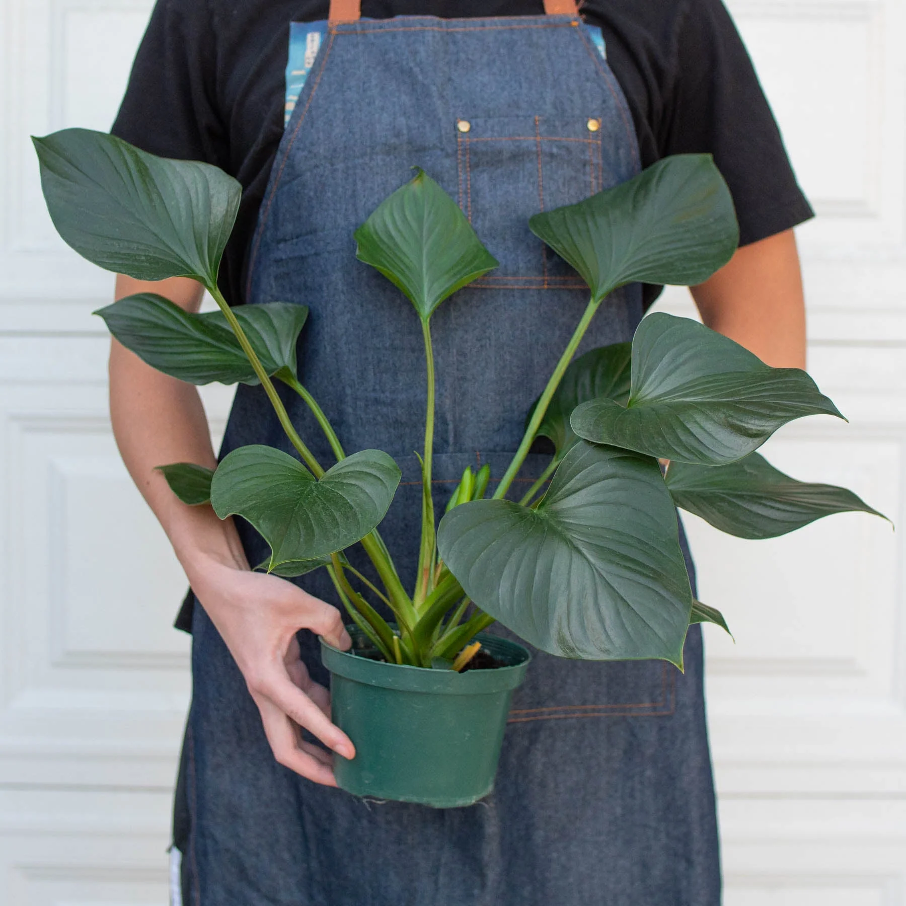 Homalomena 'Emerald Gem' - Image 3