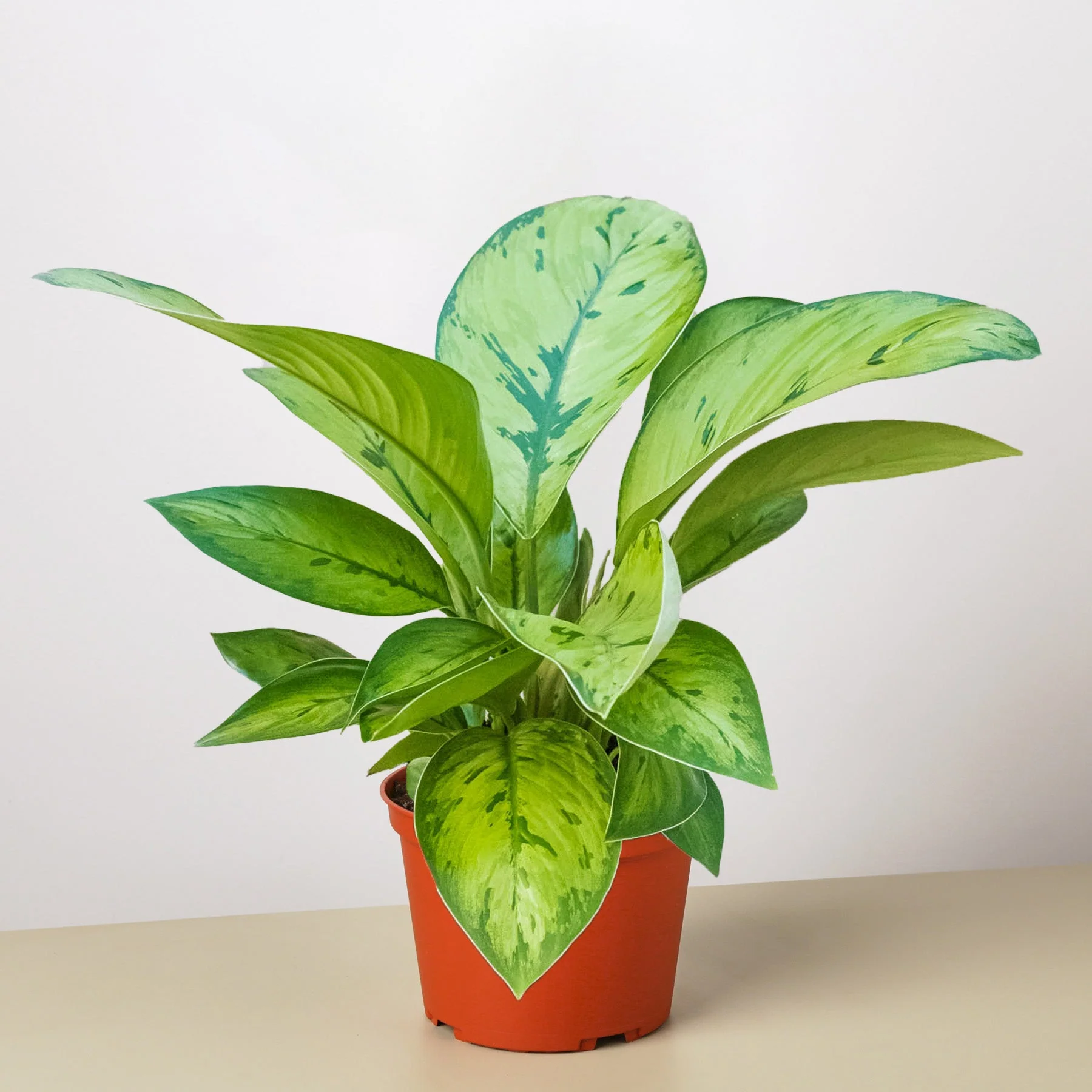 Homalomena 'Selby' - Image 4