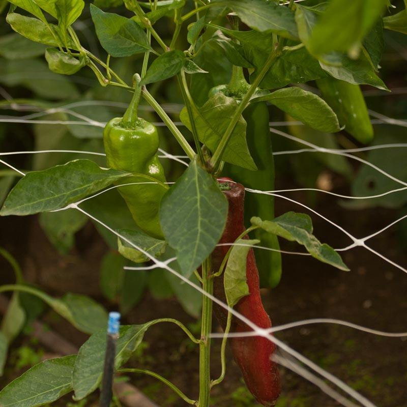 Hortonova Trellis (6 1/2' x 1000') - Image 2