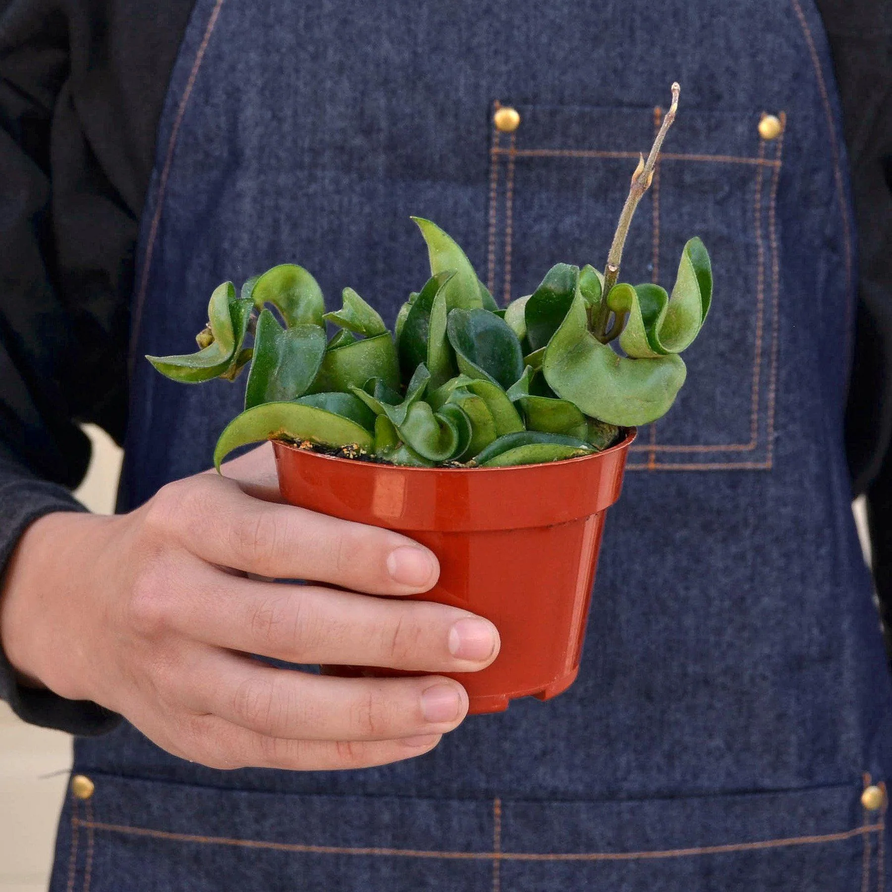 Hoya Rope Plant - Image 4