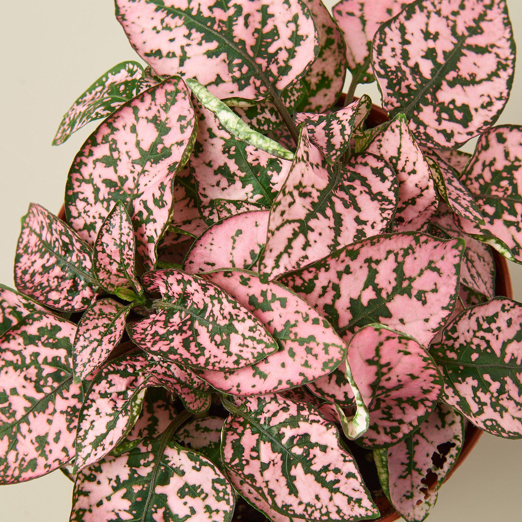 Hypoestes 'Polka Dot' - Image 7