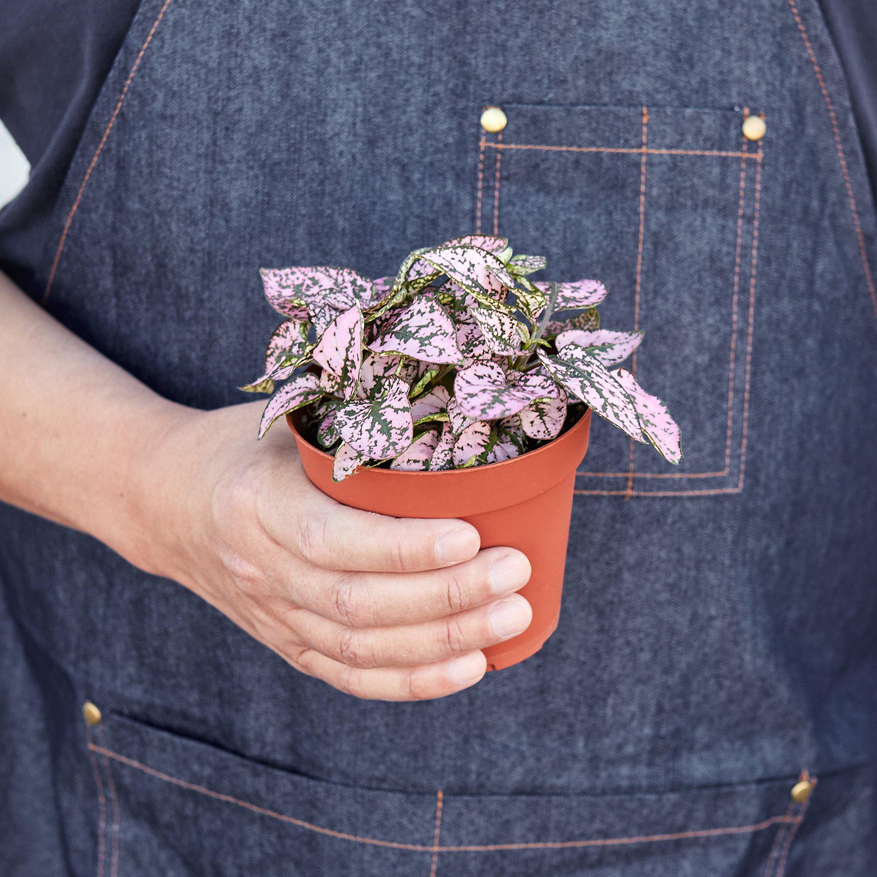Hypoestes 'Polka Dot' - Image 8
