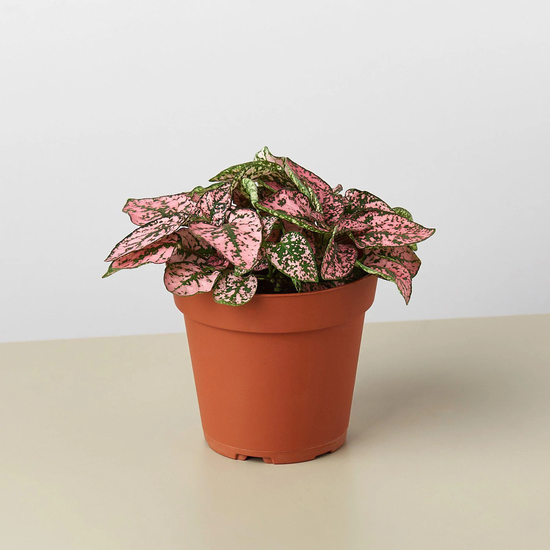 Hypoestes 'Polka Dot' - Image 9