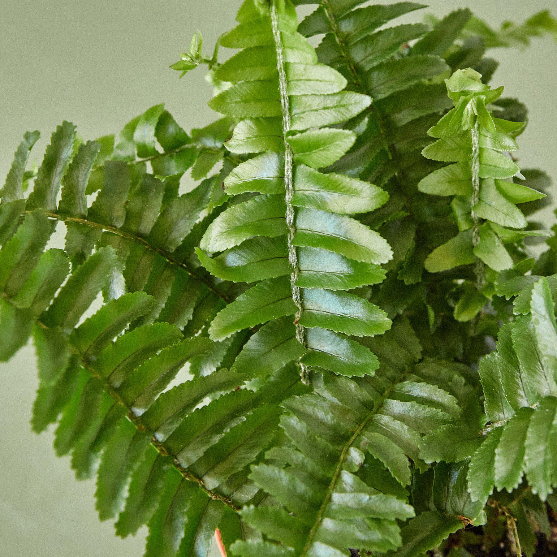 Jester's Crown Fern - Image 2