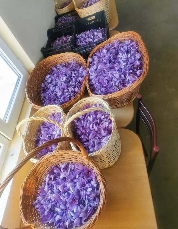 Kashmiri Saffron, Certified Organic - 1g - Image 3