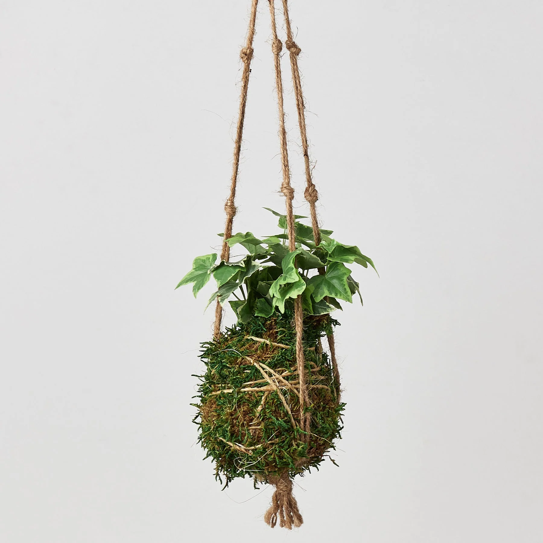 Kokedama Moss Ball Hanging Plant - Image 3