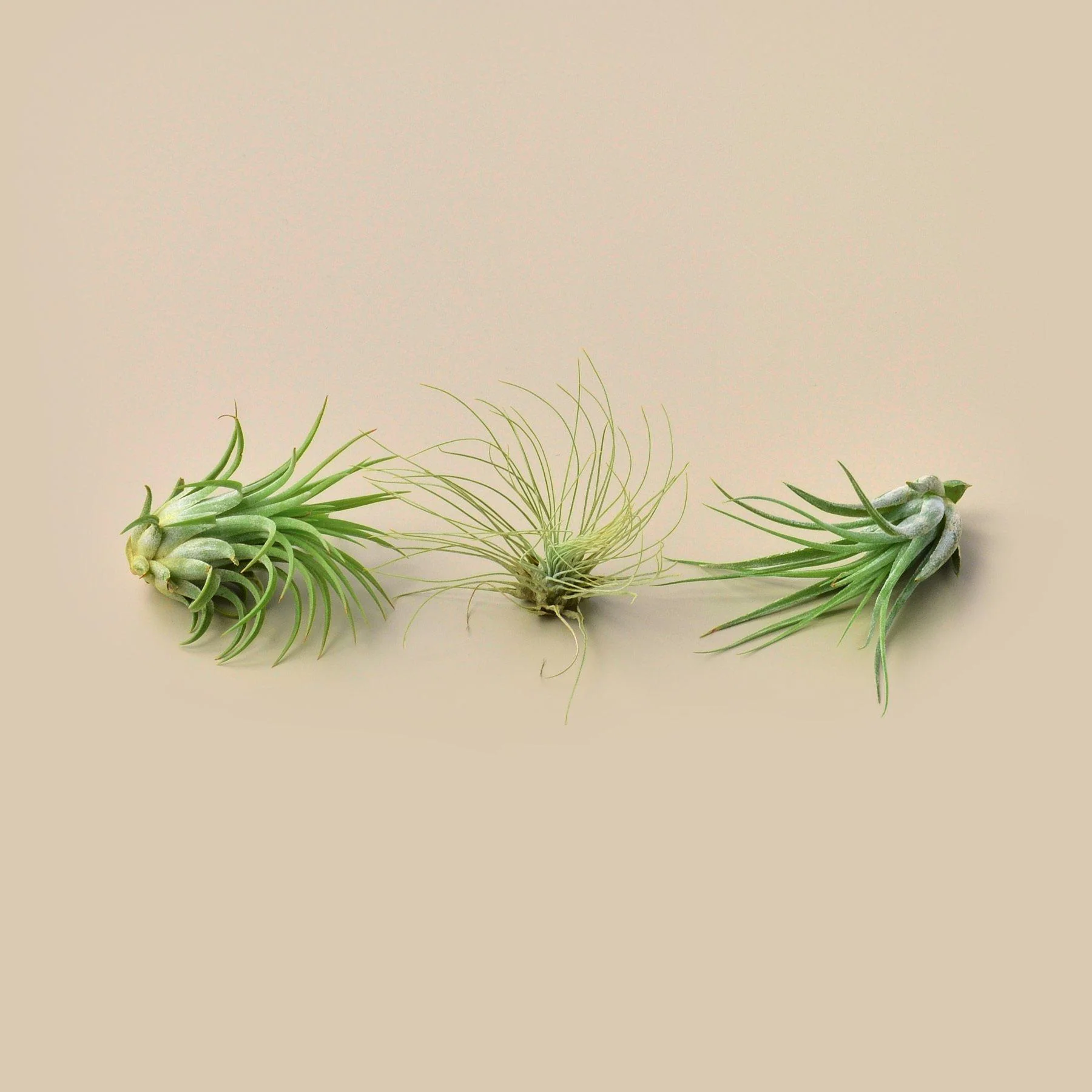 Large Air Plant Bundle - Image 3