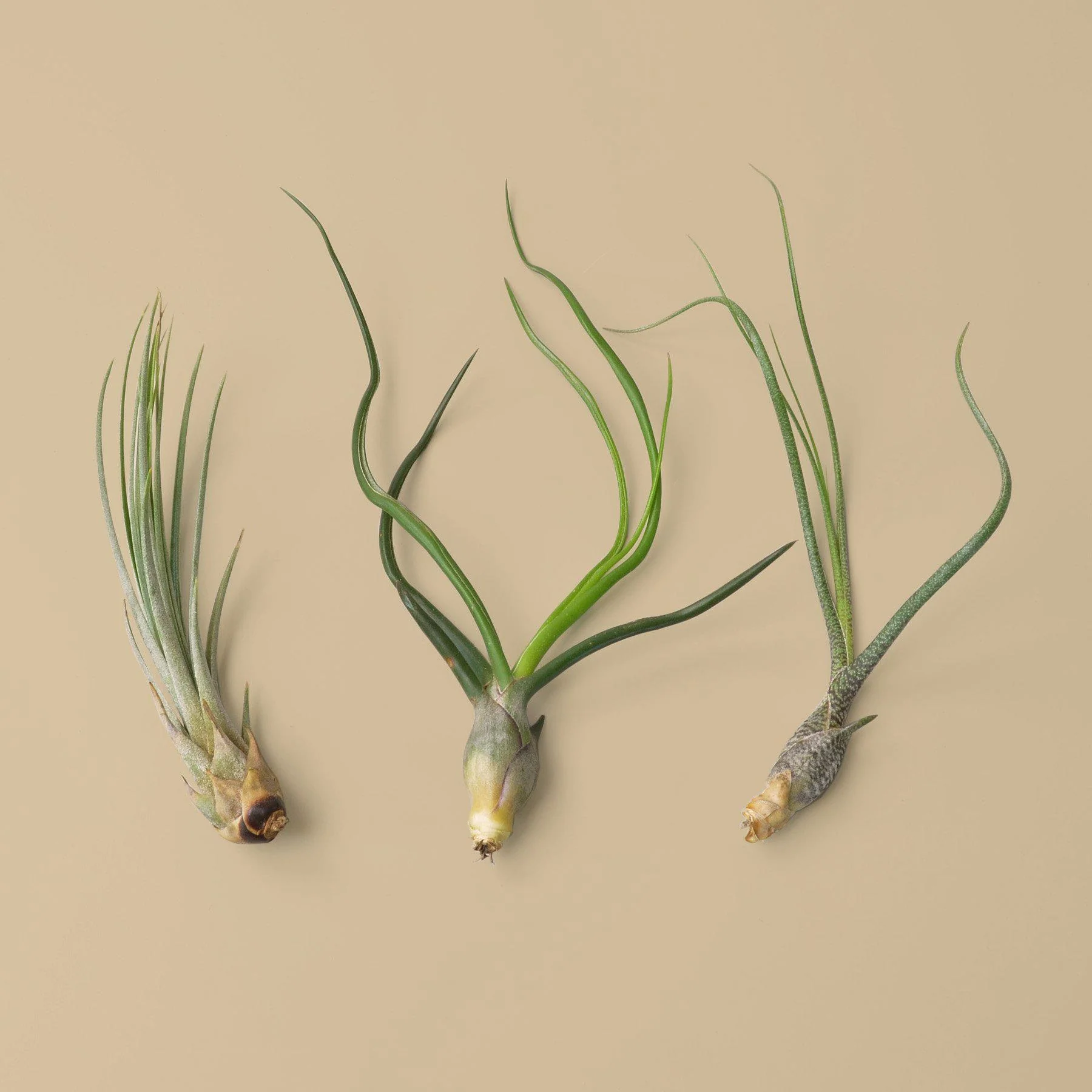 Large Air Plant Bundle - Image 6
