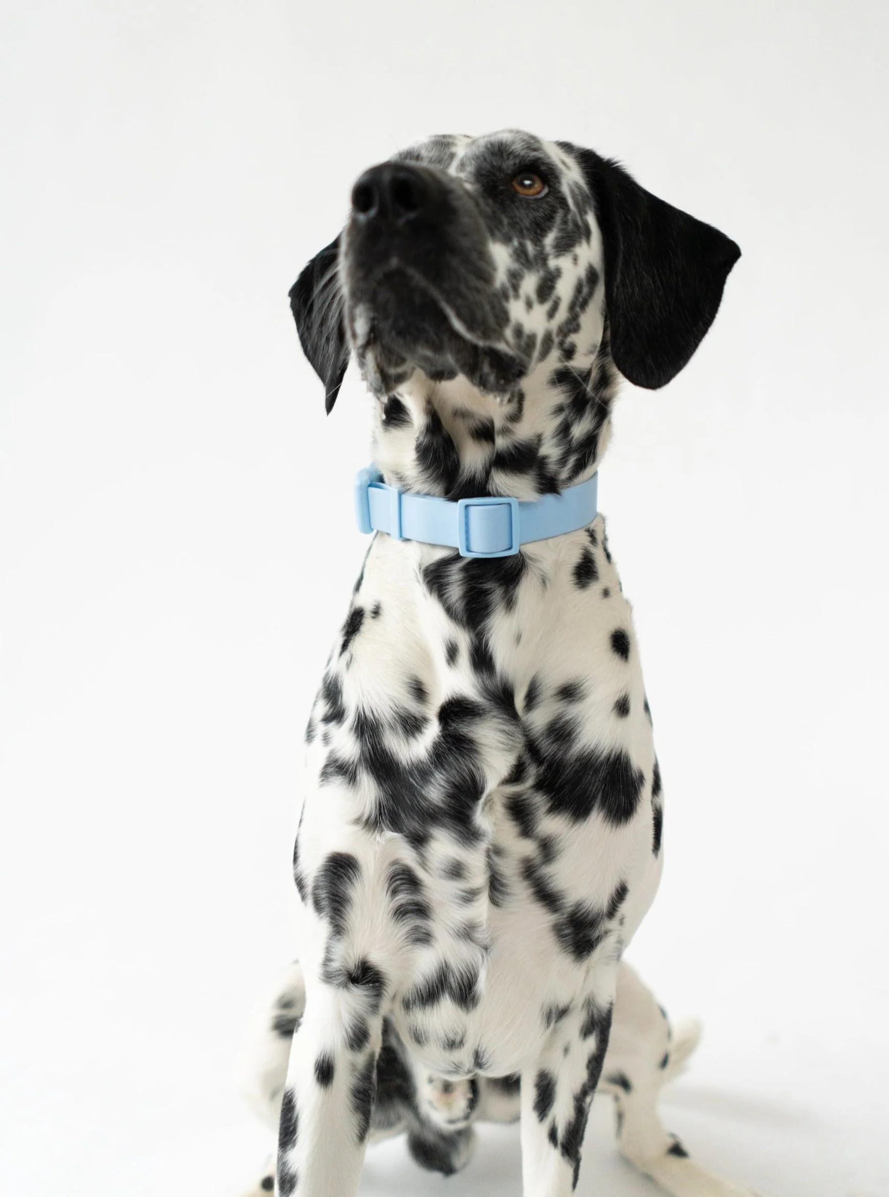 Large Dog Collar - Image 5