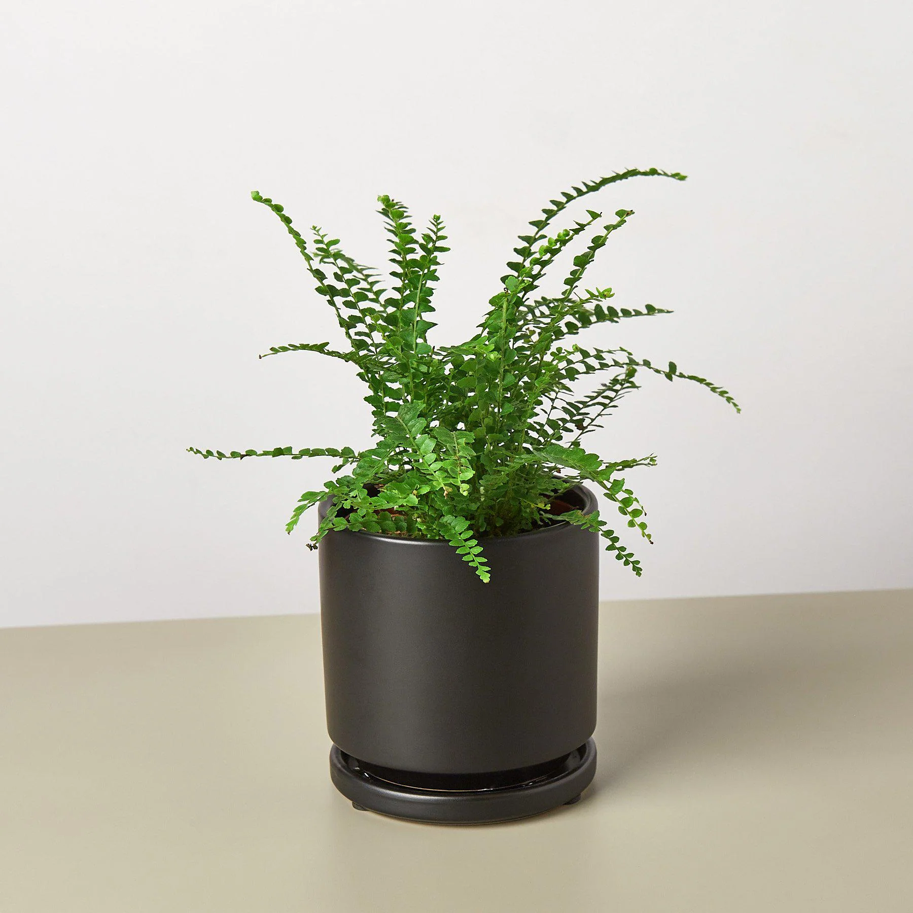 Lemon Button Fern - Image 3