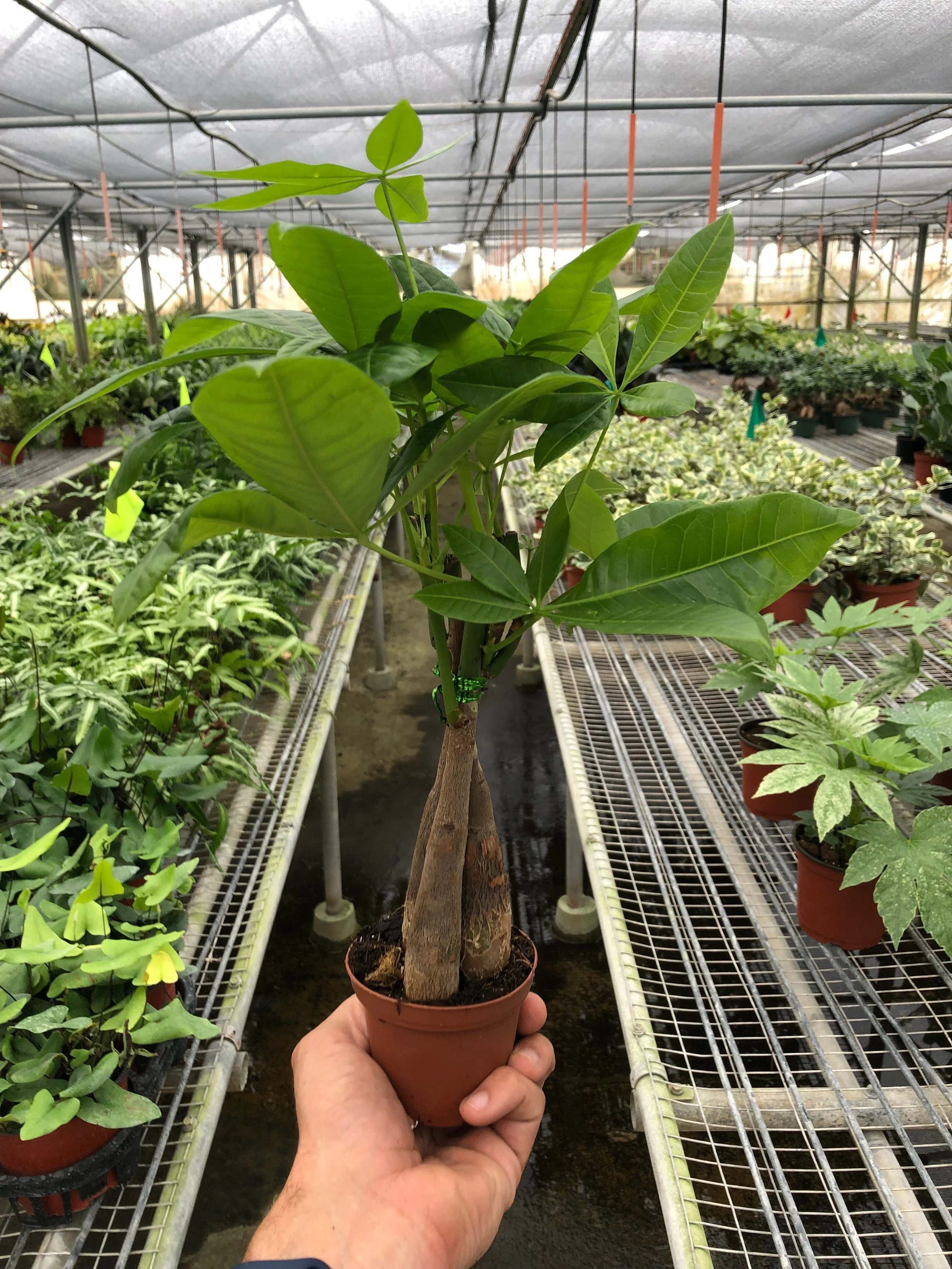 Money Tree 'Guiana Chestnut' Pachira Braid - Image 6