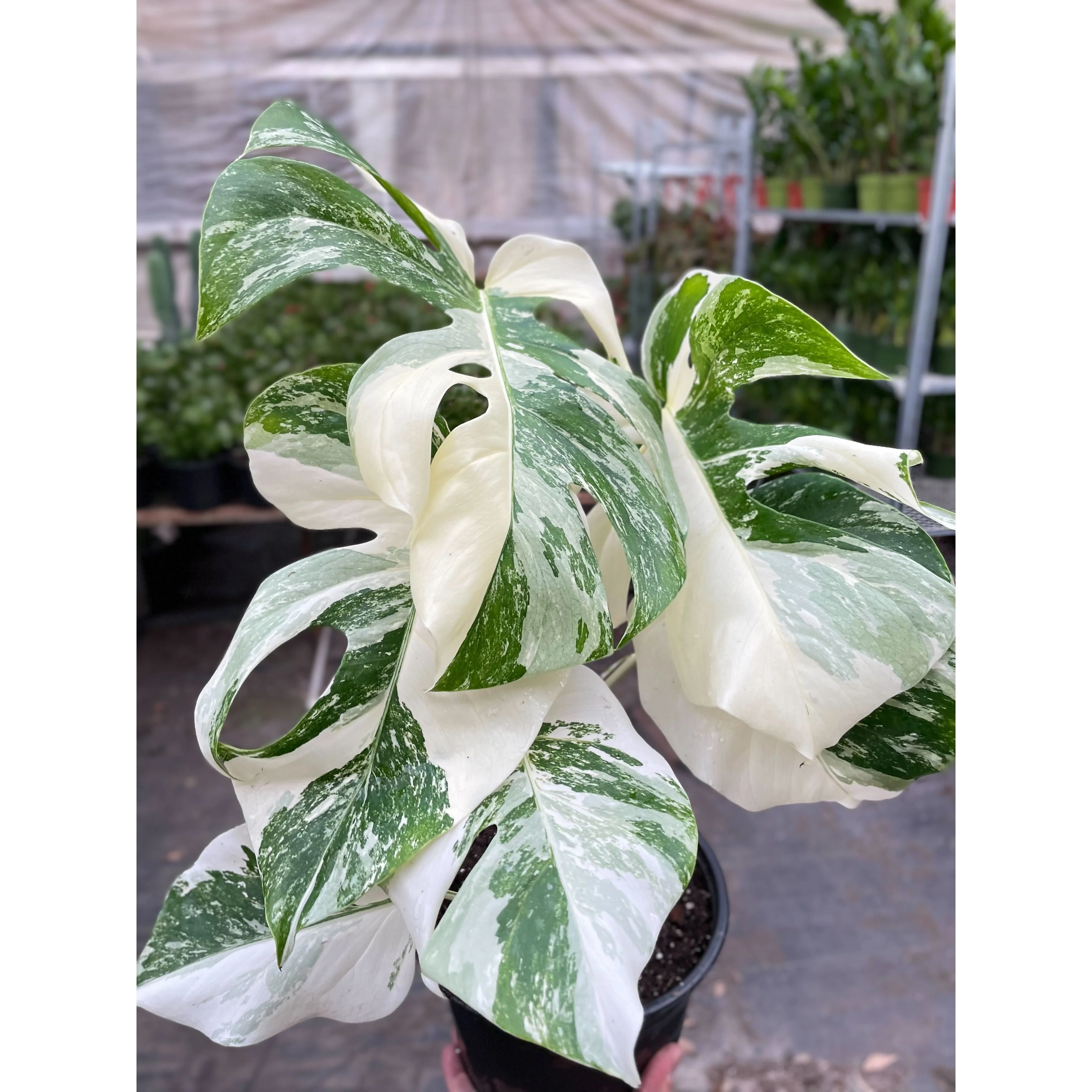 Monstera 'Albo Borsigiana Variegated' - Image 2