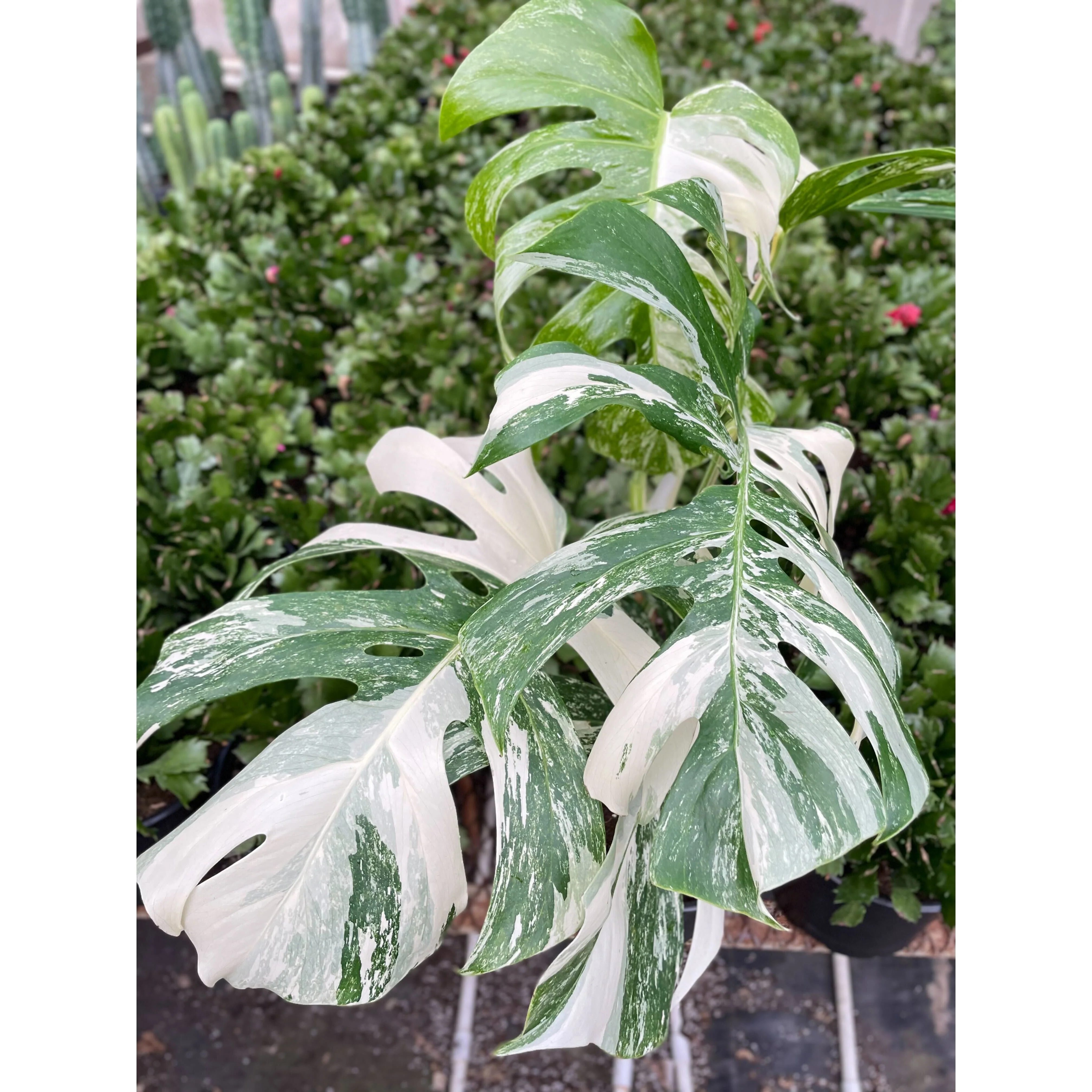Monstera 'Albo Borsigiana Variegated' - Image 5