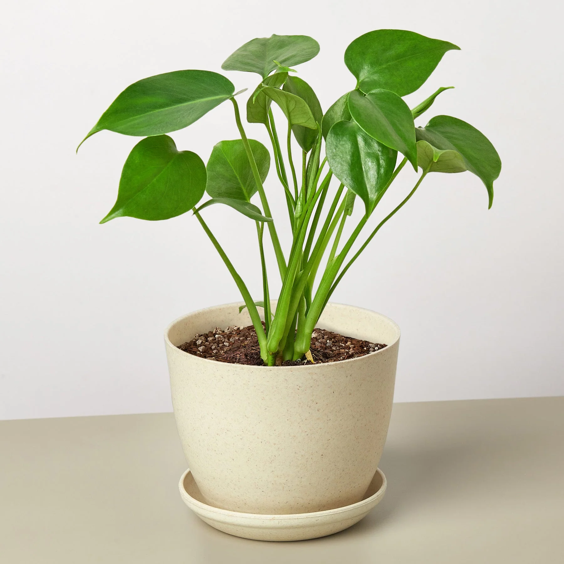 Monstera 'Split-Leaf' - Image 10